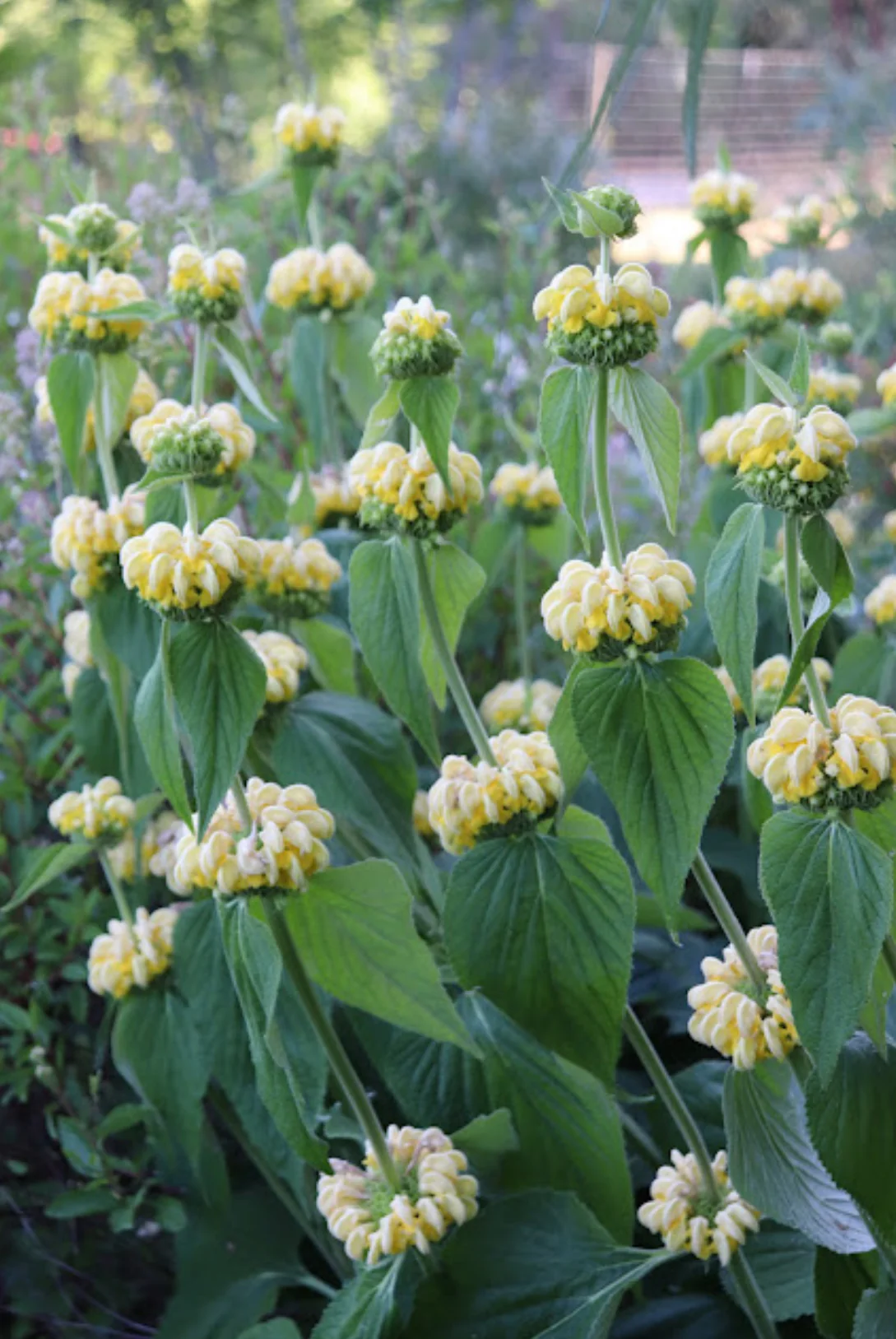 *RETAIL - Phlomis russeliana