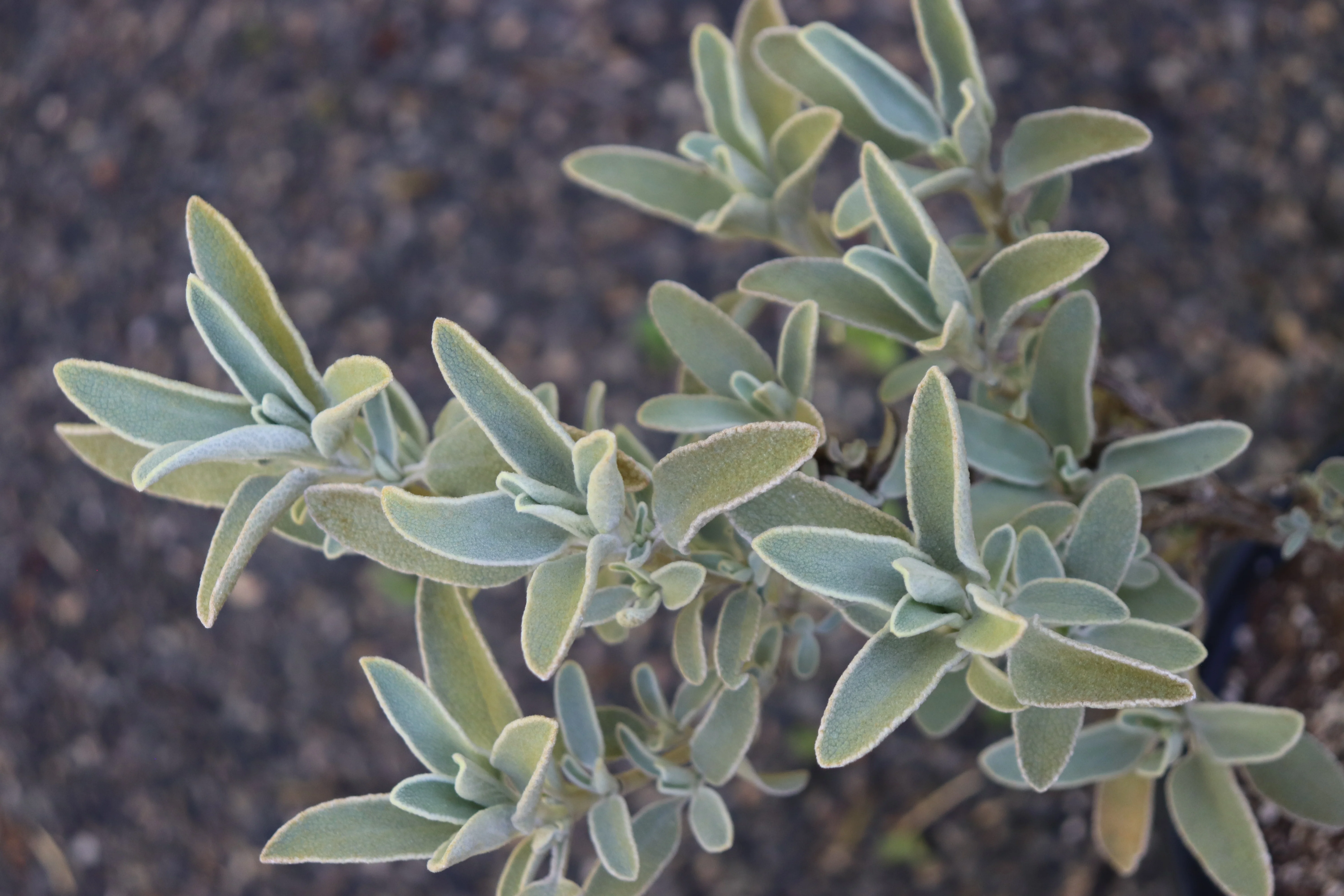 *RETAIL - Phlomis x cytherea - Image 2