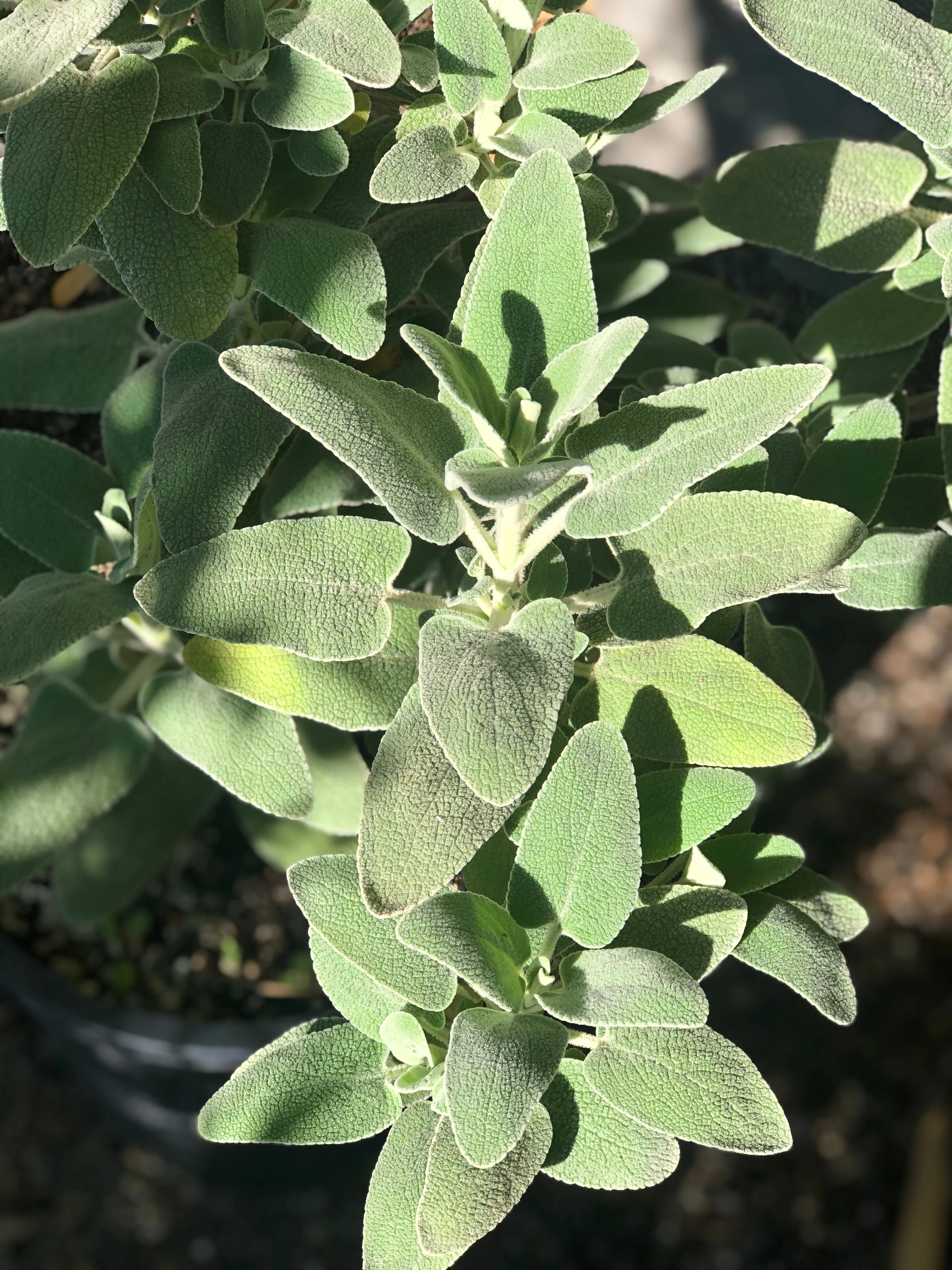 Phlomis x margaritae - Image 3