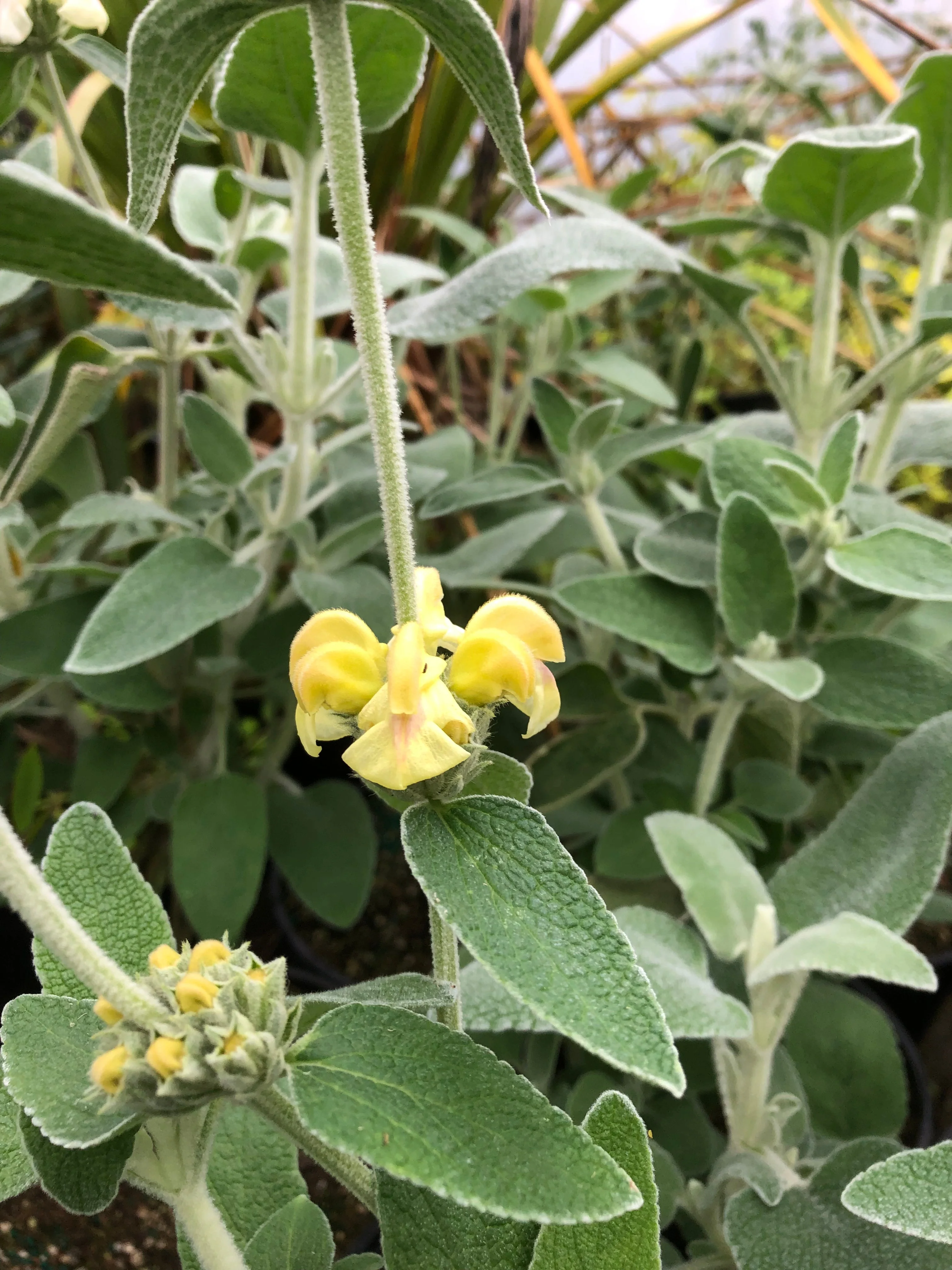 *RETAIL - Phlomis x margaritae - Image 2