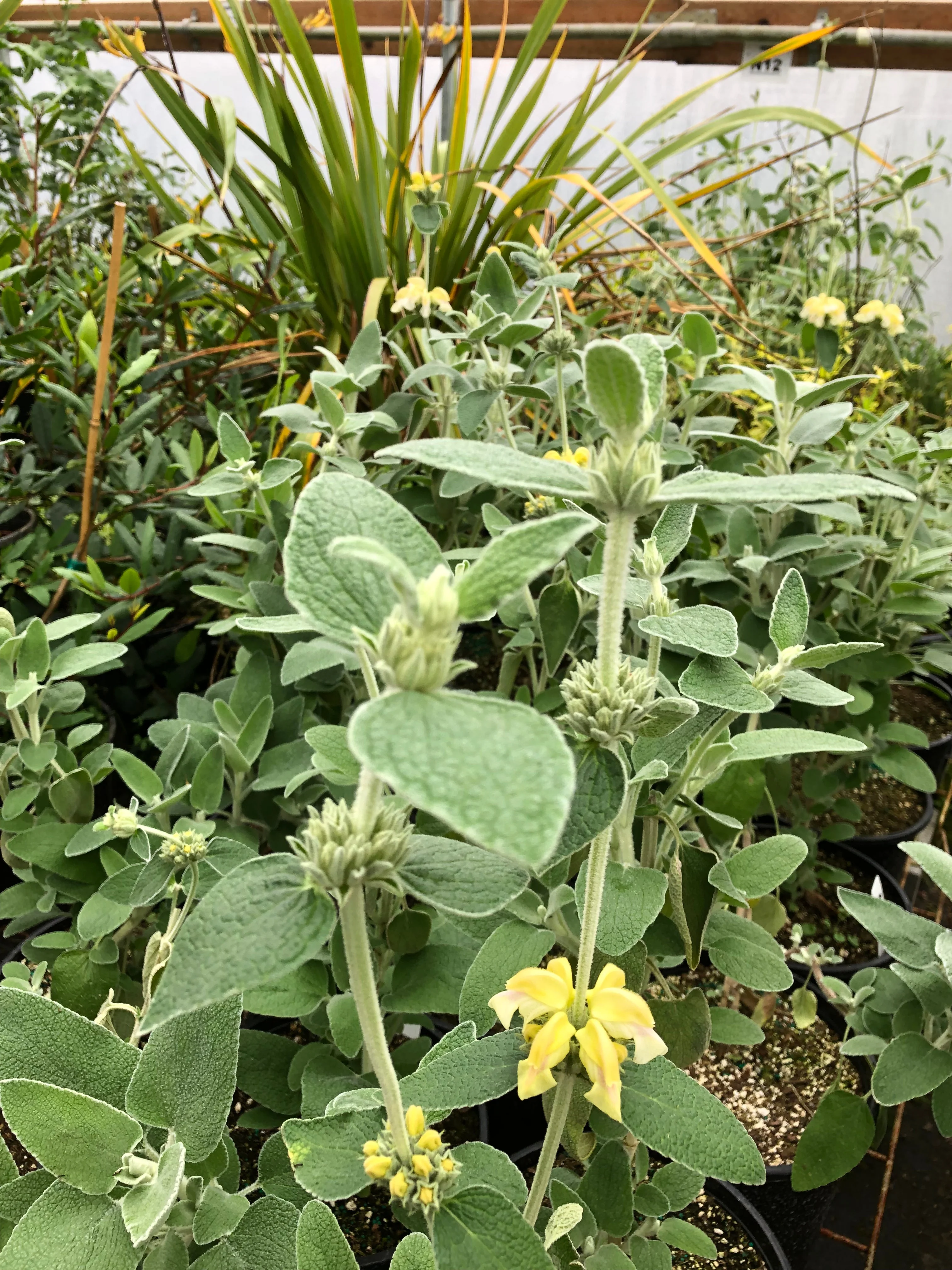 *RETAIL - Phlomis x margaritae - Image 3