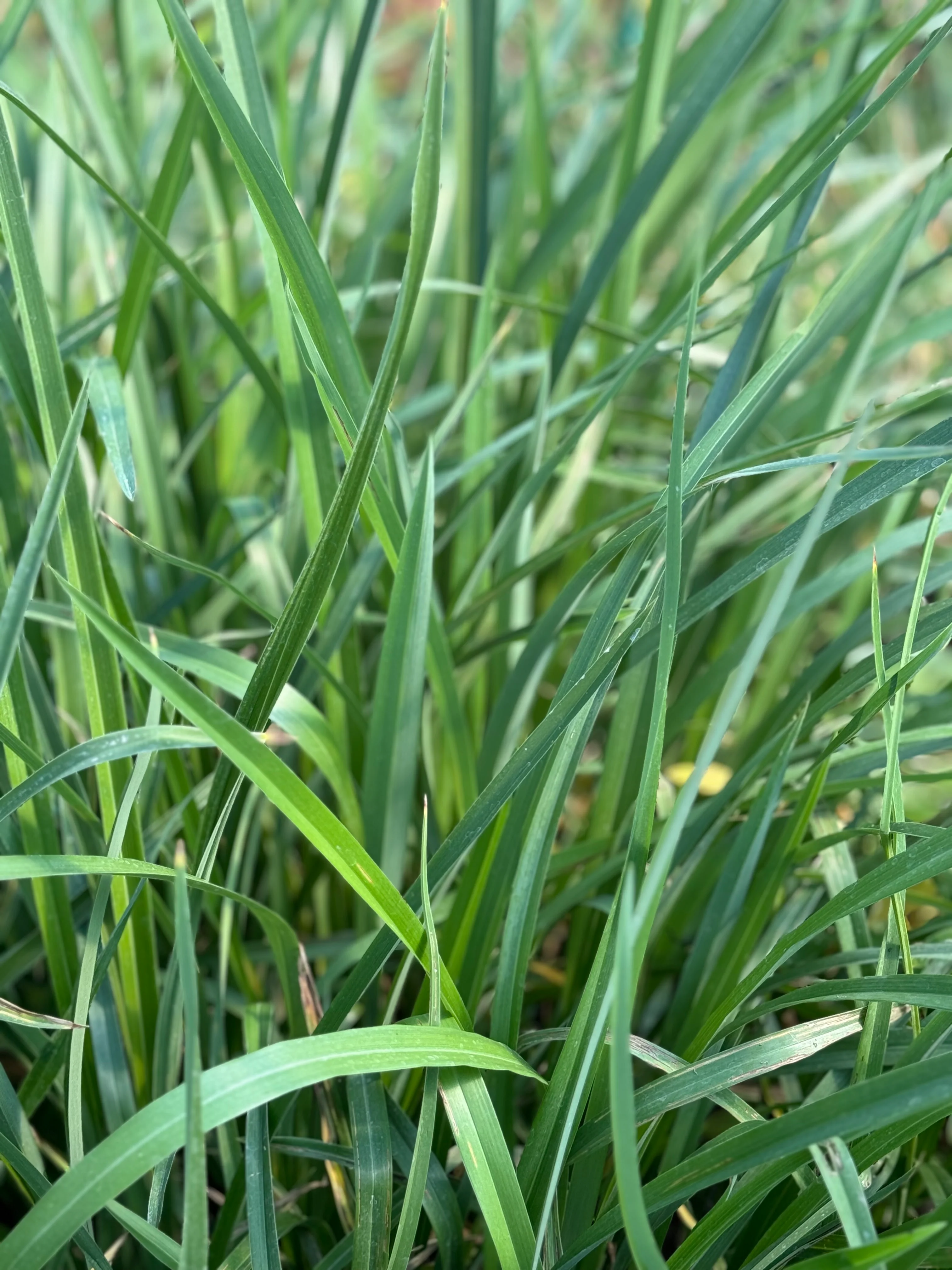 *RETAIL - Phormium cookianum - Image 3