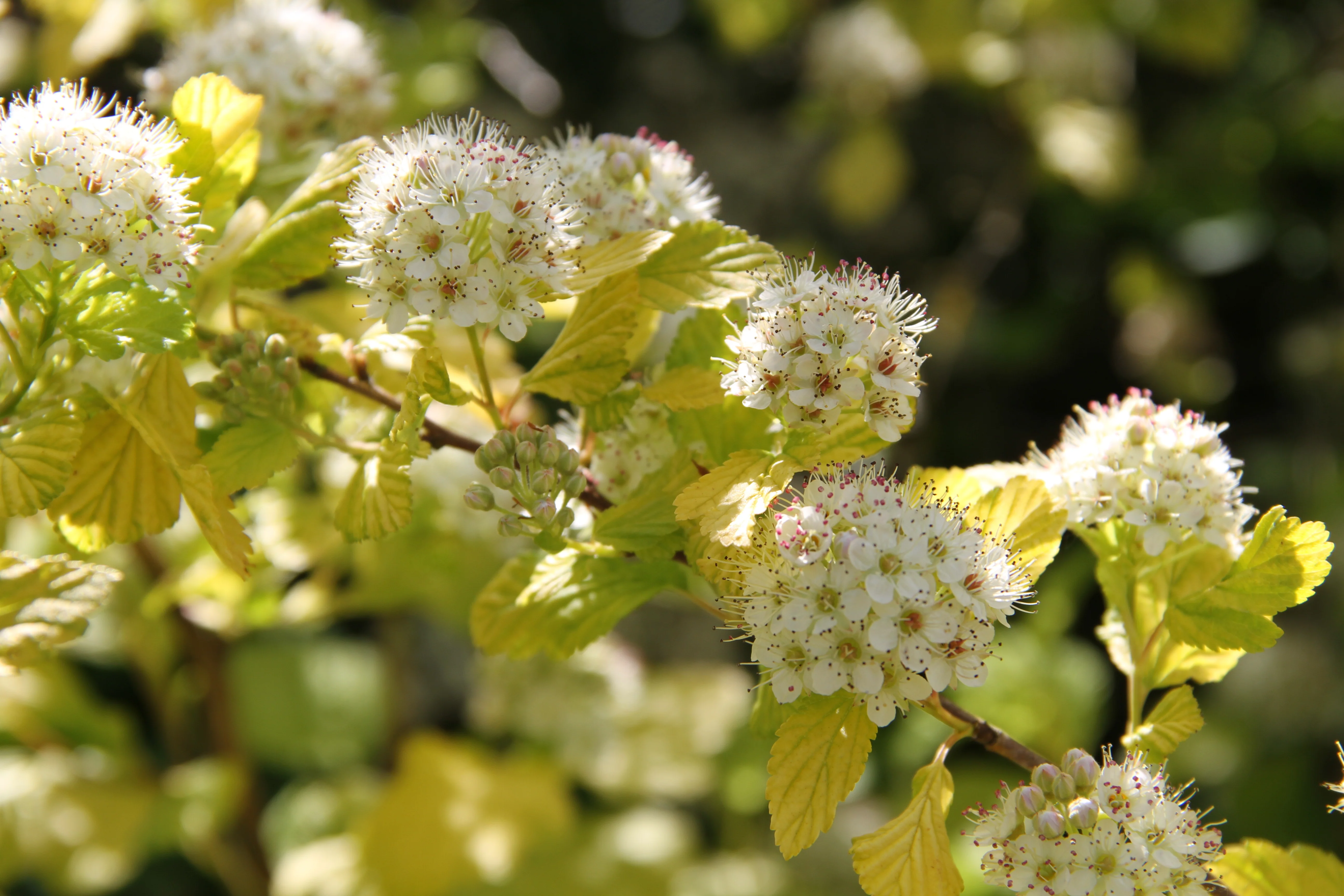 *RETAIL - Physocarpus opulifolius 'Dart's Gold'
