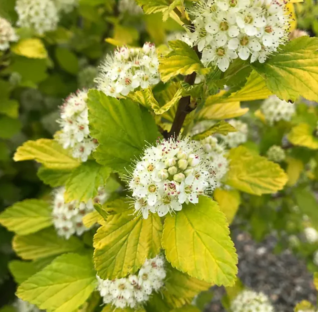 *RETAIL - Physocarpus opulifolius 'Dart's Gold' - Image 2