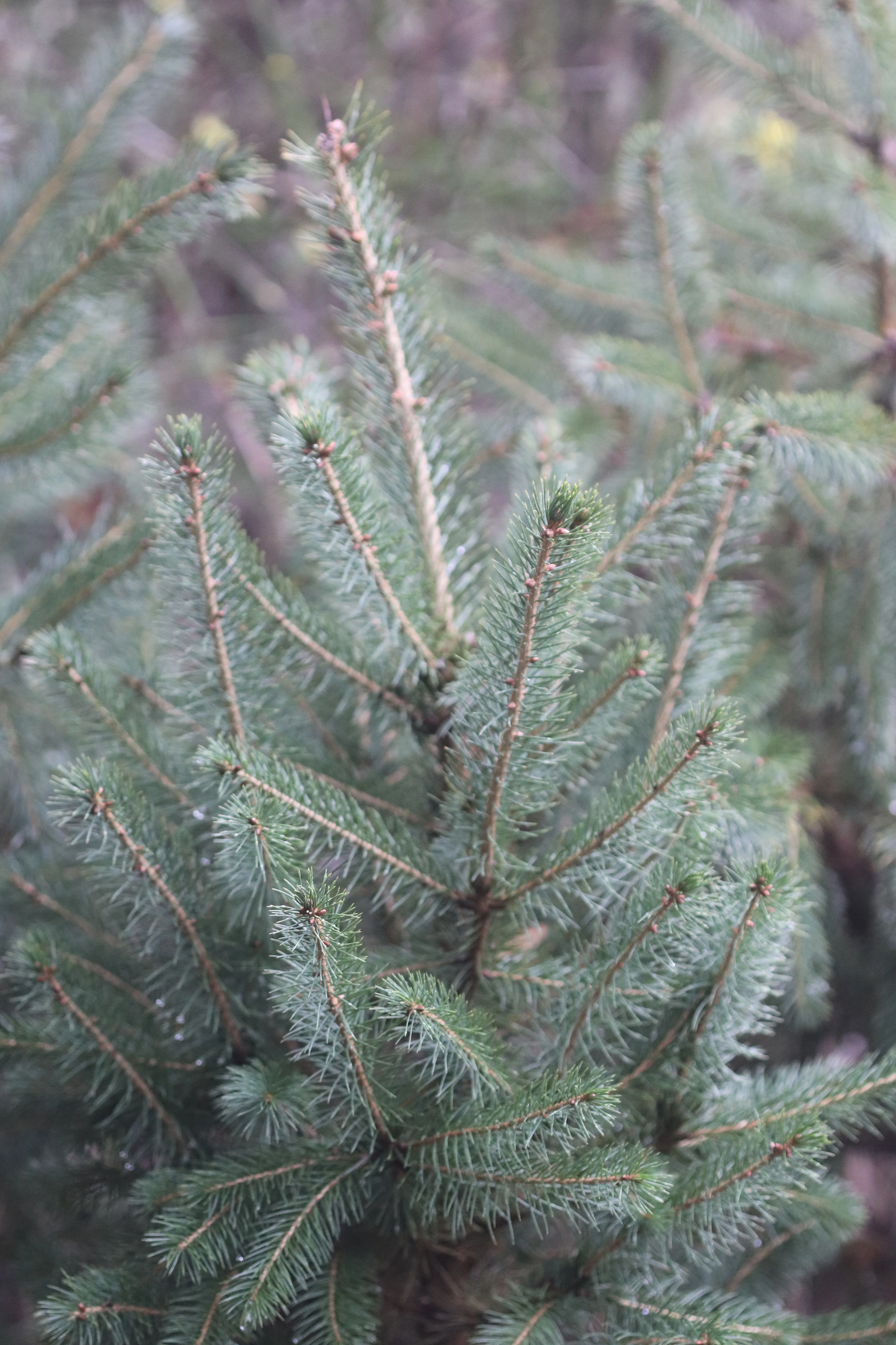 *RETAIL - Picea engelmannii - Image 2