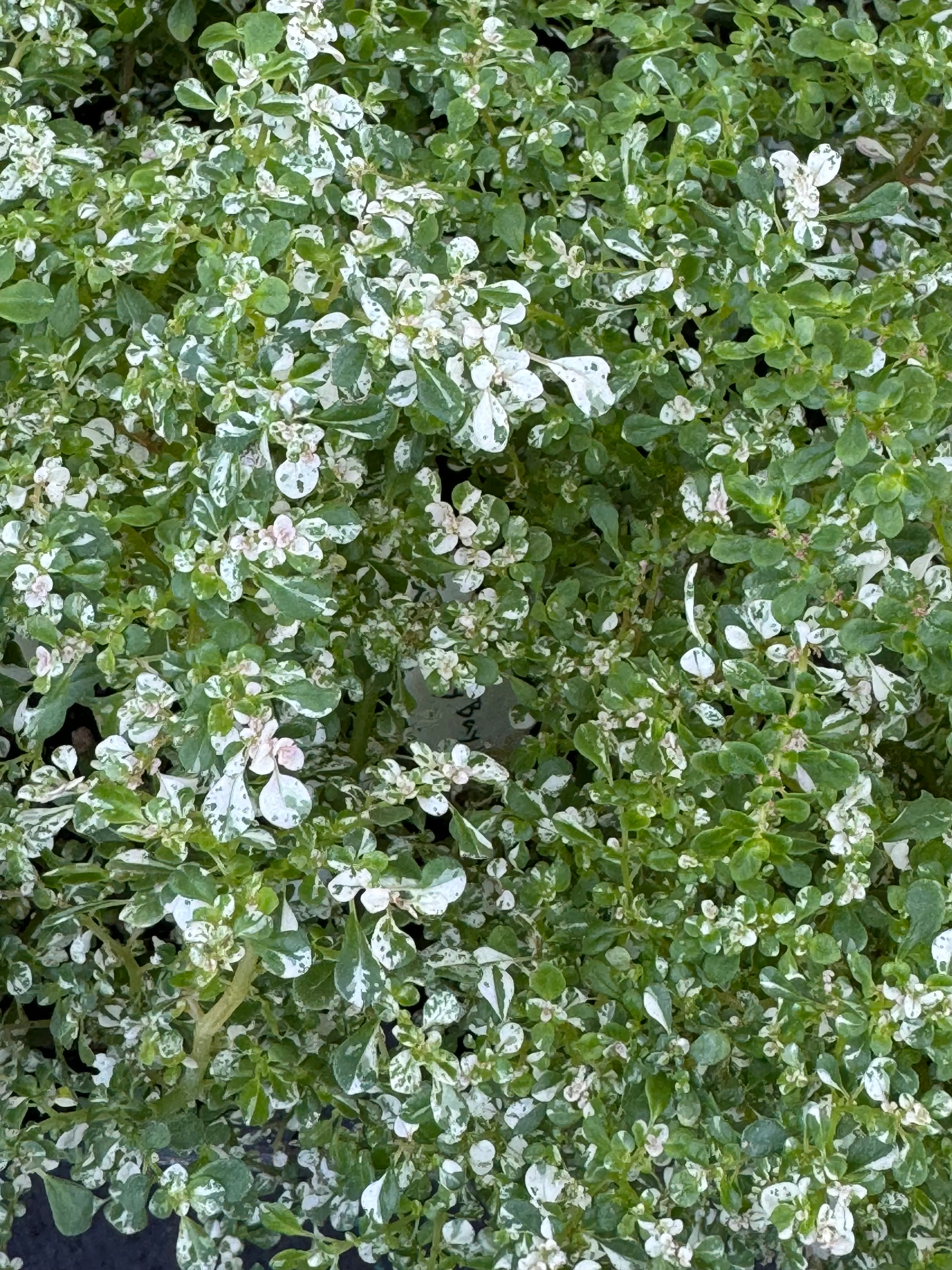 *RETAIL - Pilea microphylla 'Variegata' - Image 2