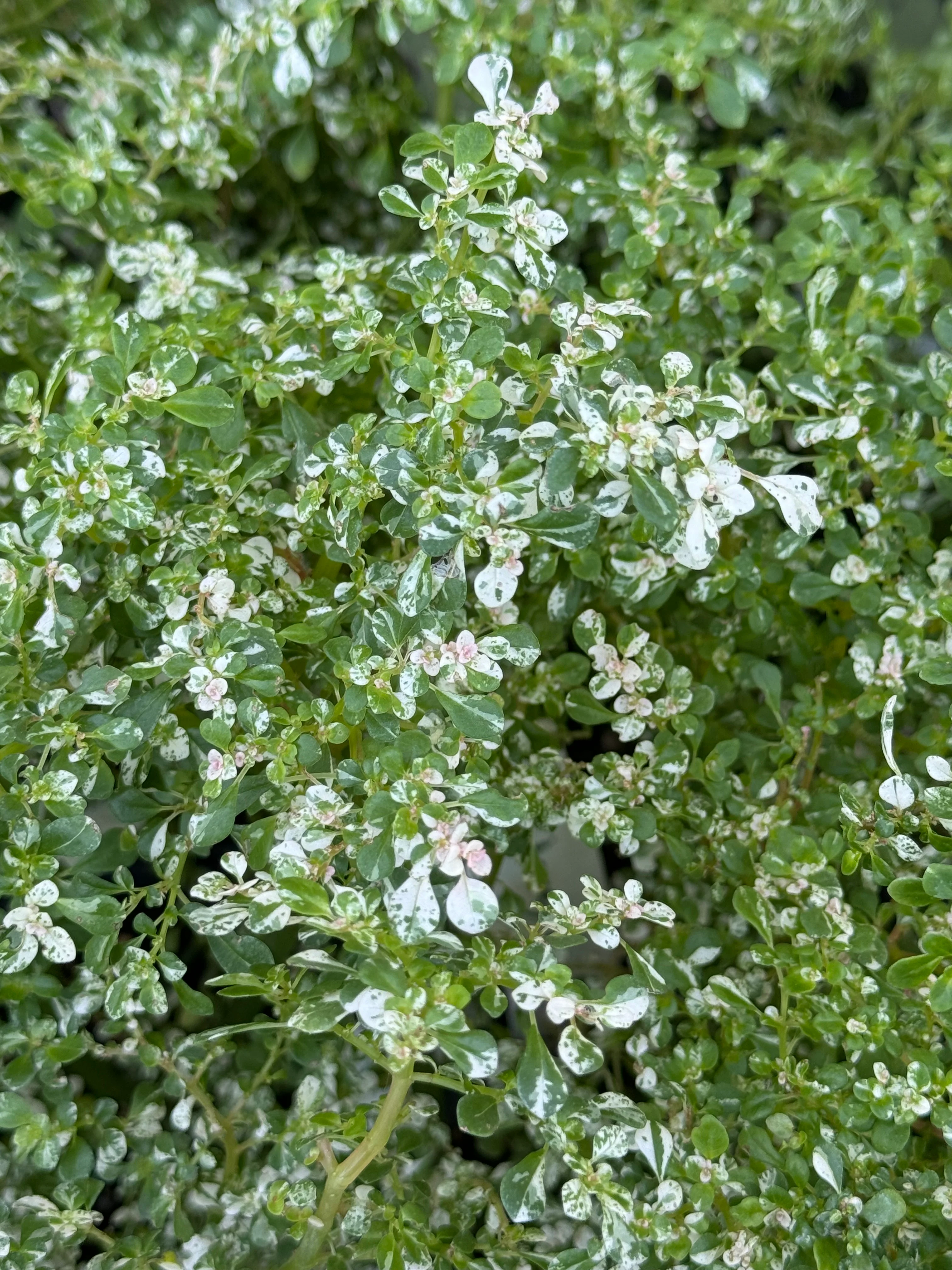 *RETAIL - Pilea microphylla 'Variegata' - Image 3
