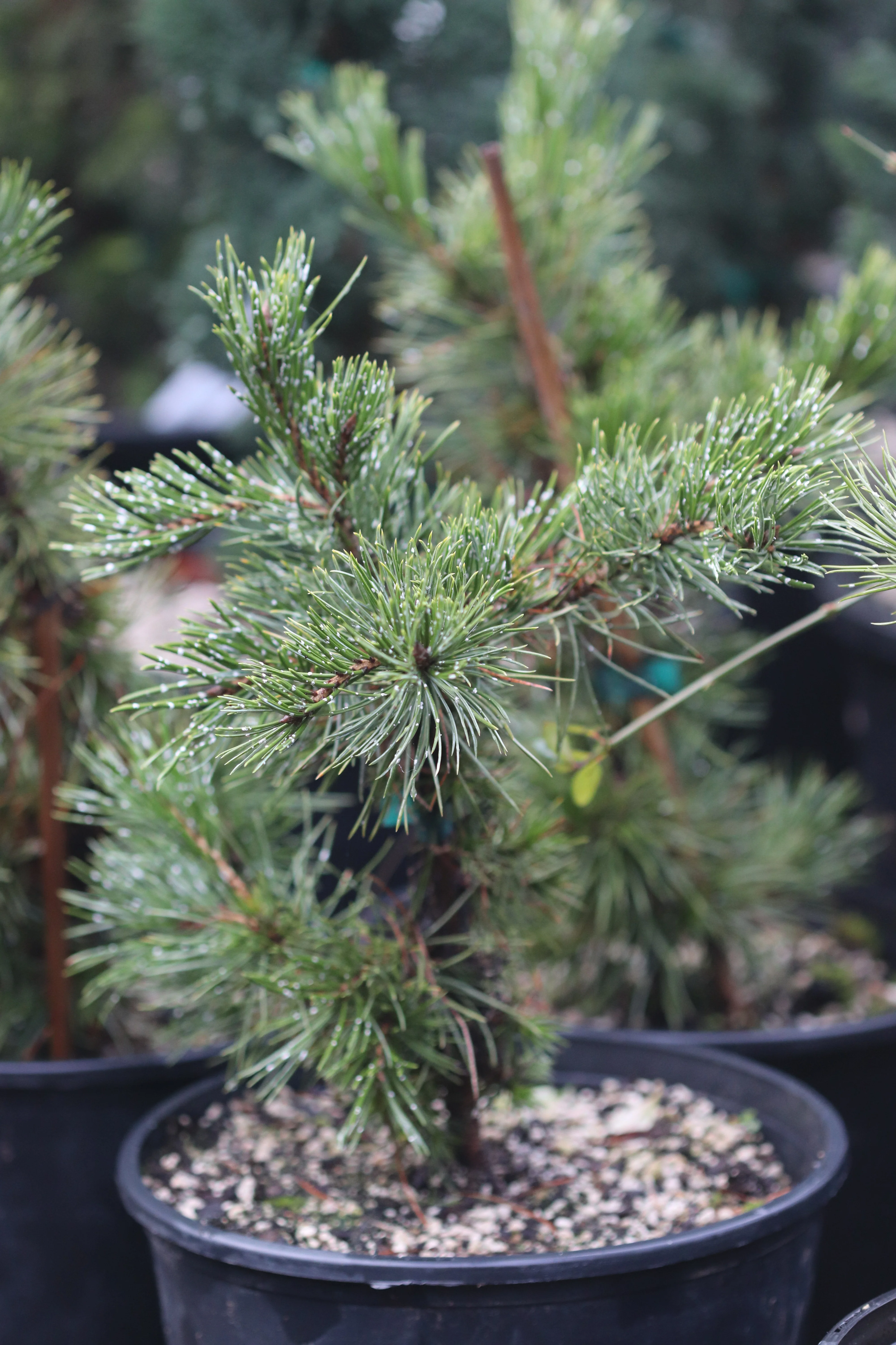 *RETAIL - Pinus aristata - Image 2