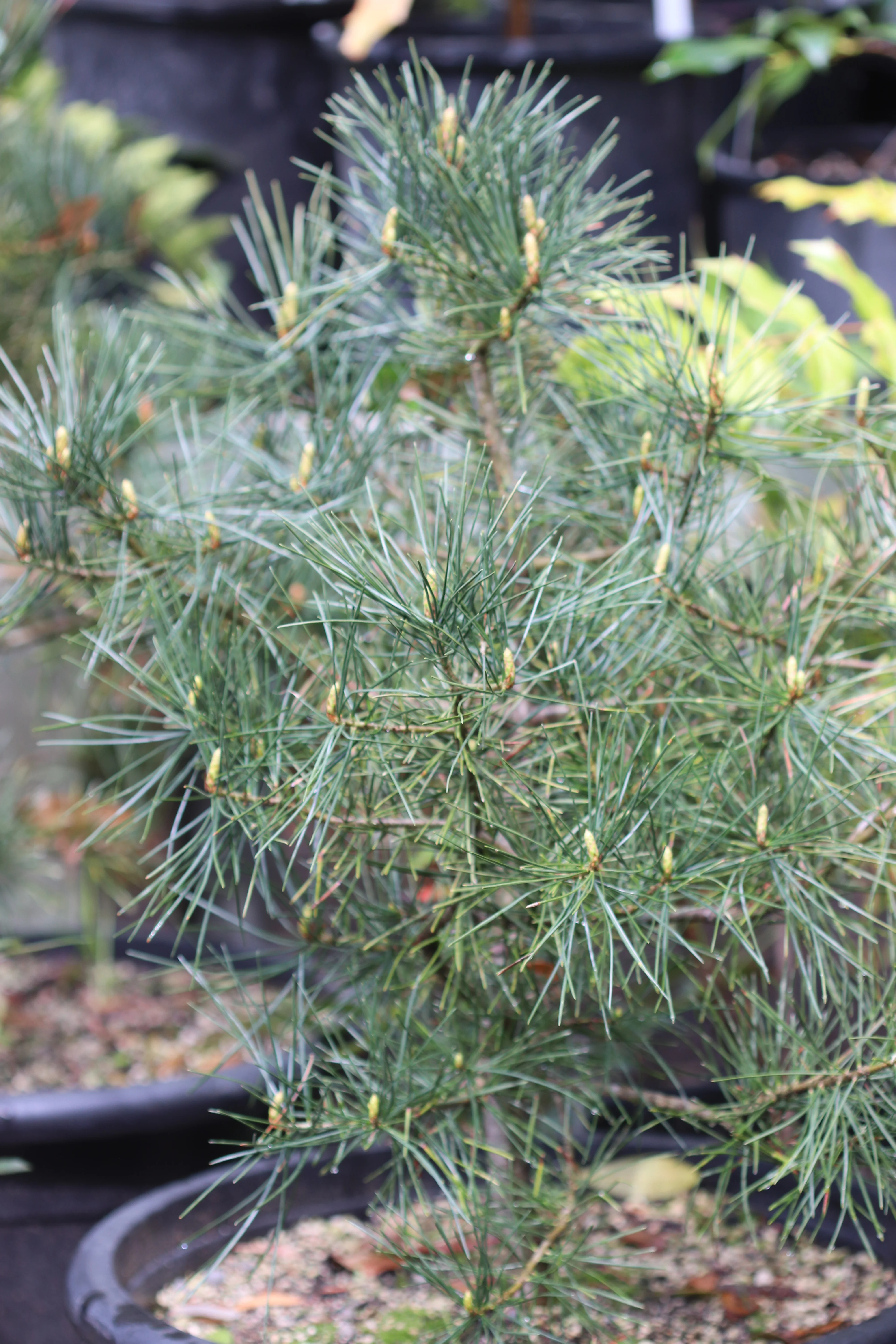 *RETAIL - Pinus bungeana - Image 2
