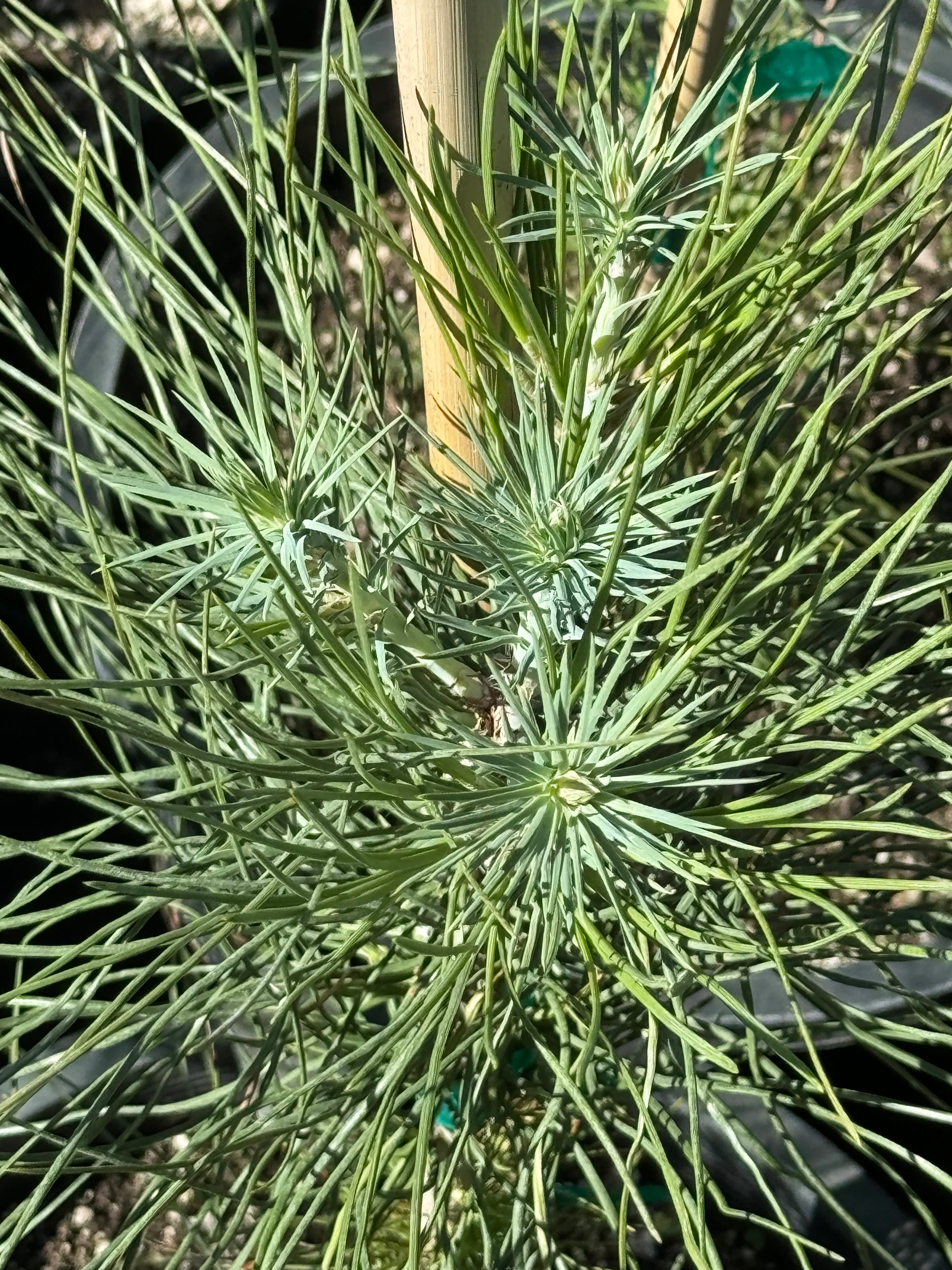 *RETAIL - Pinus coulteri - Image 2