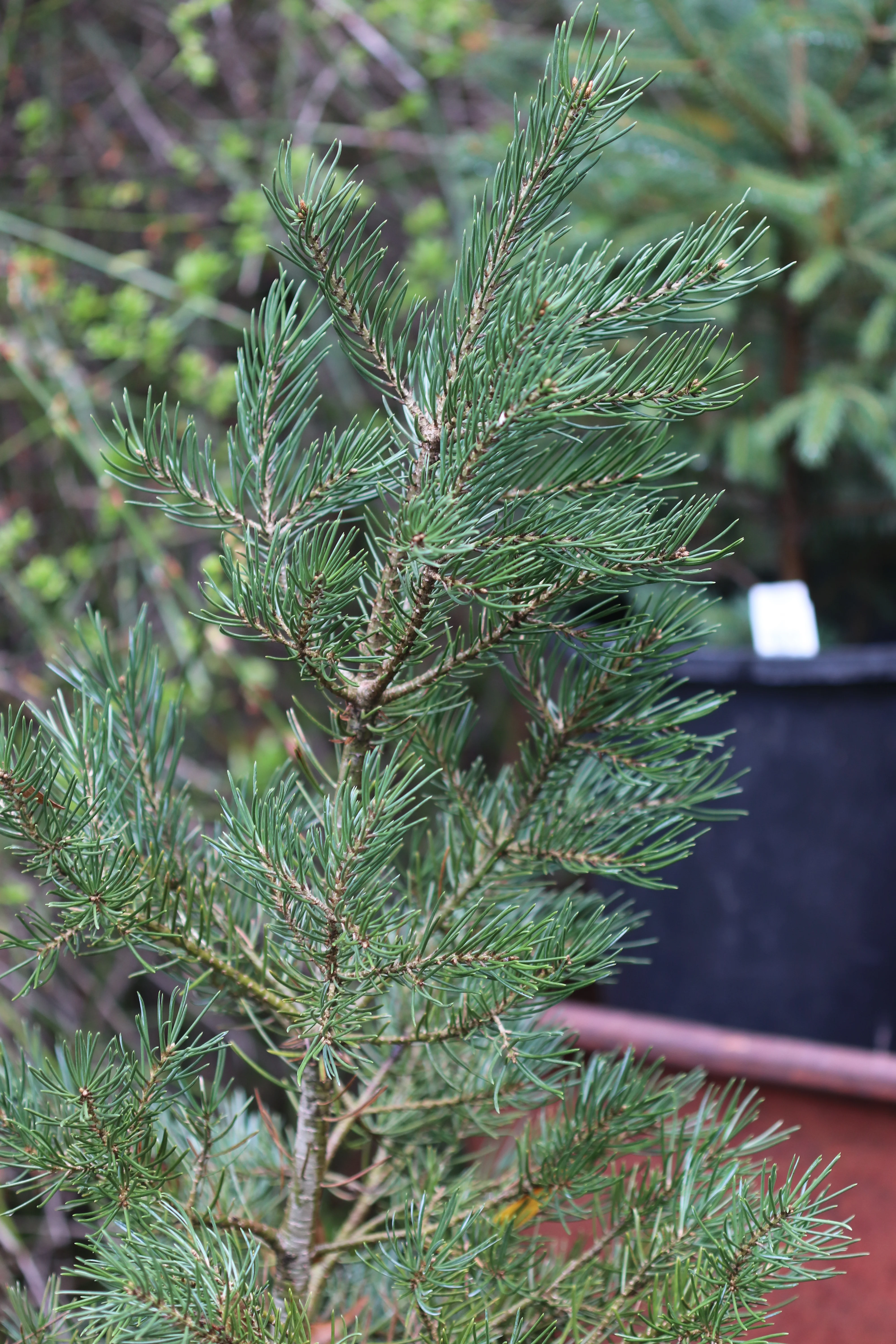 *RETAIL - Pinus edulis - Image 2