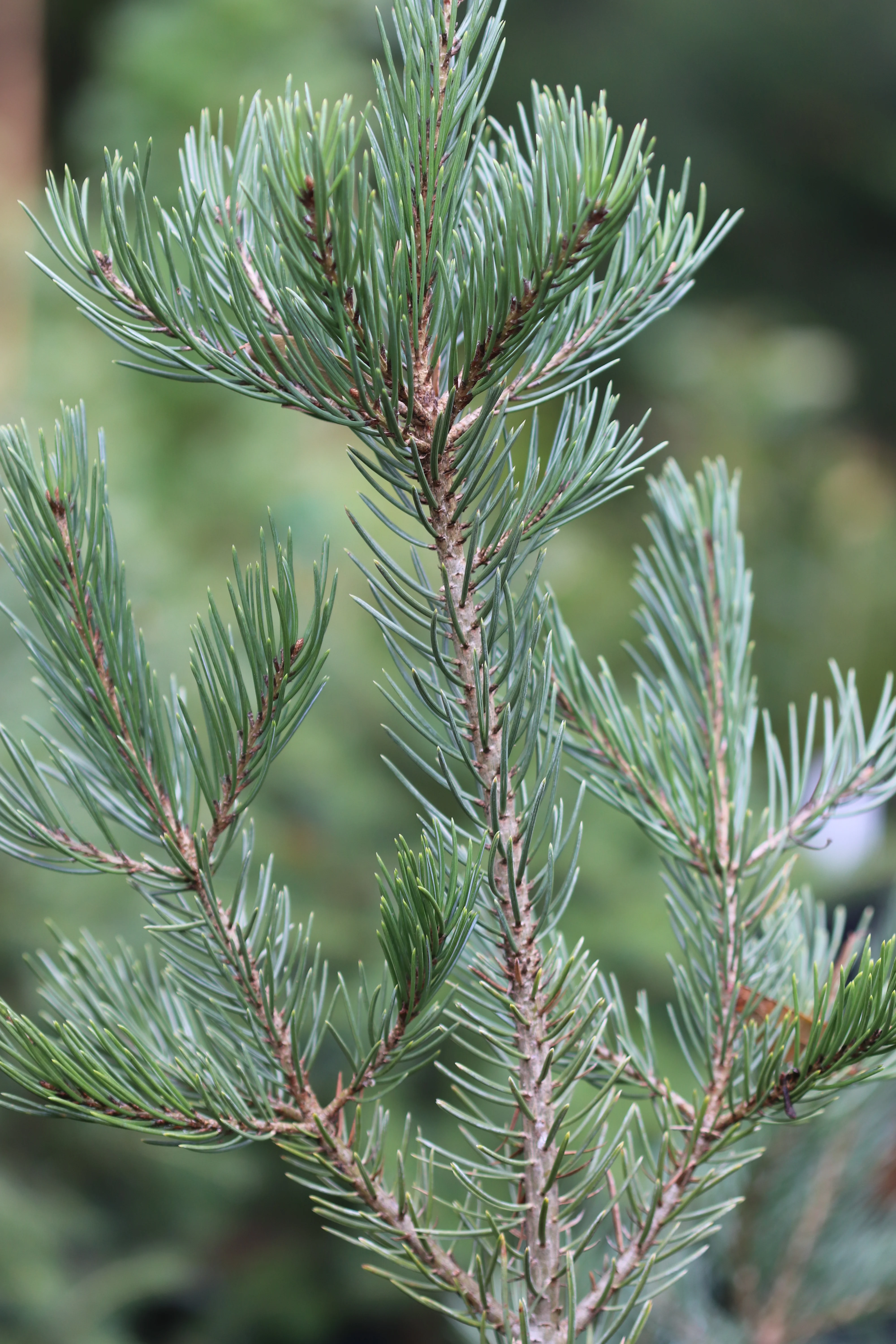*RETAIL - Pinus edulis - Image 3