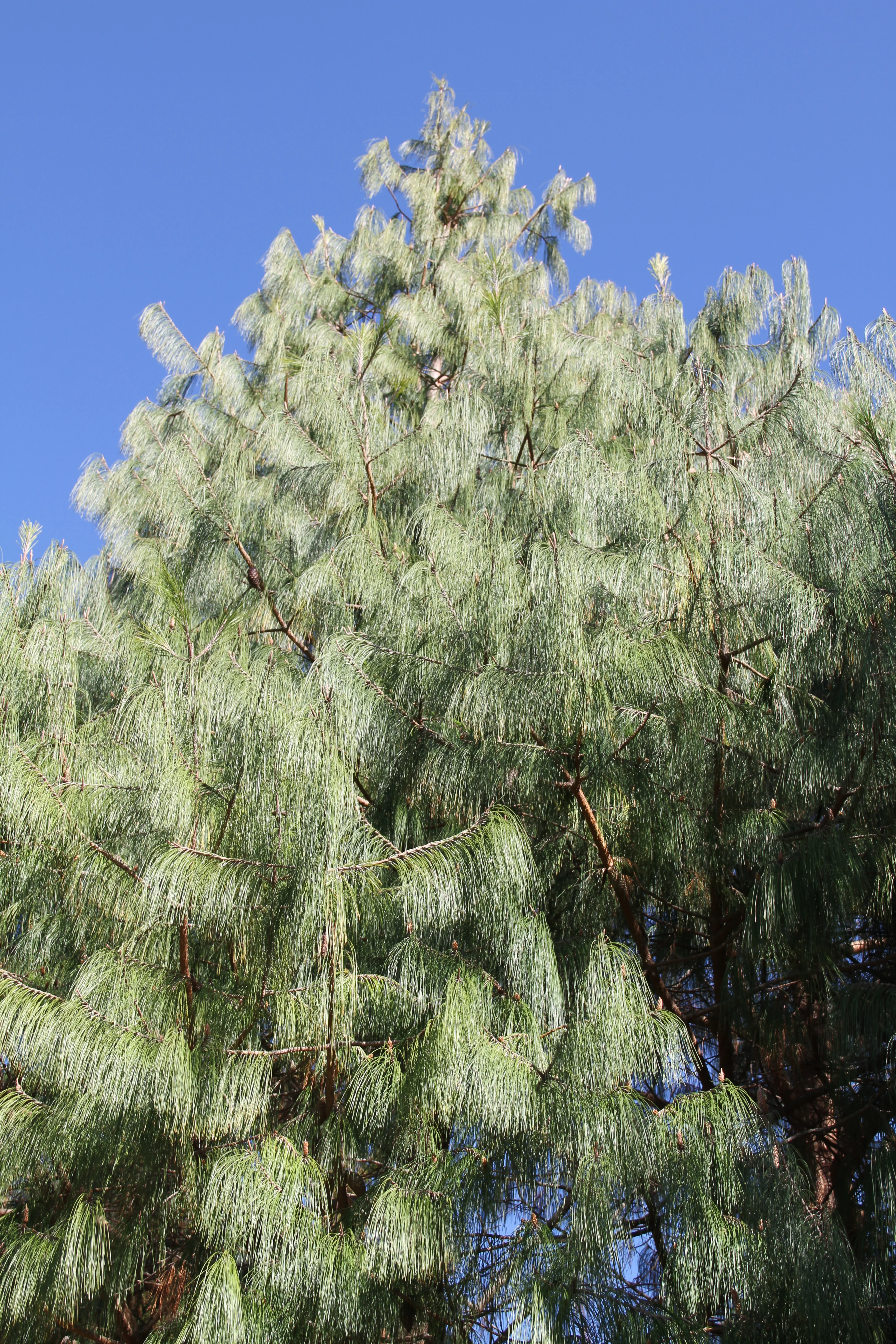 *RETAIL - Pinus patula - Image 2