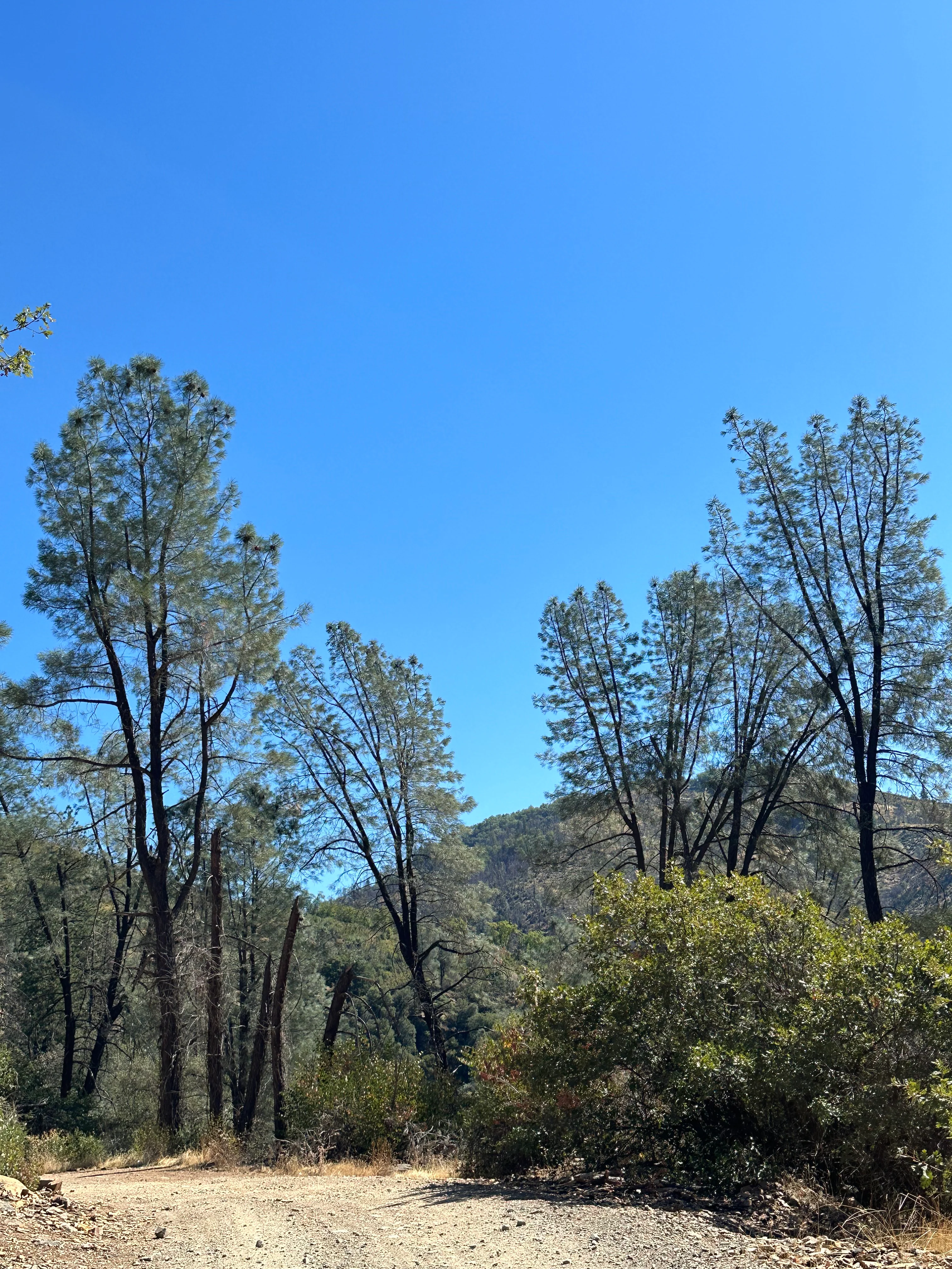 *RETAIL - Pinus sabiniana - Image 2
