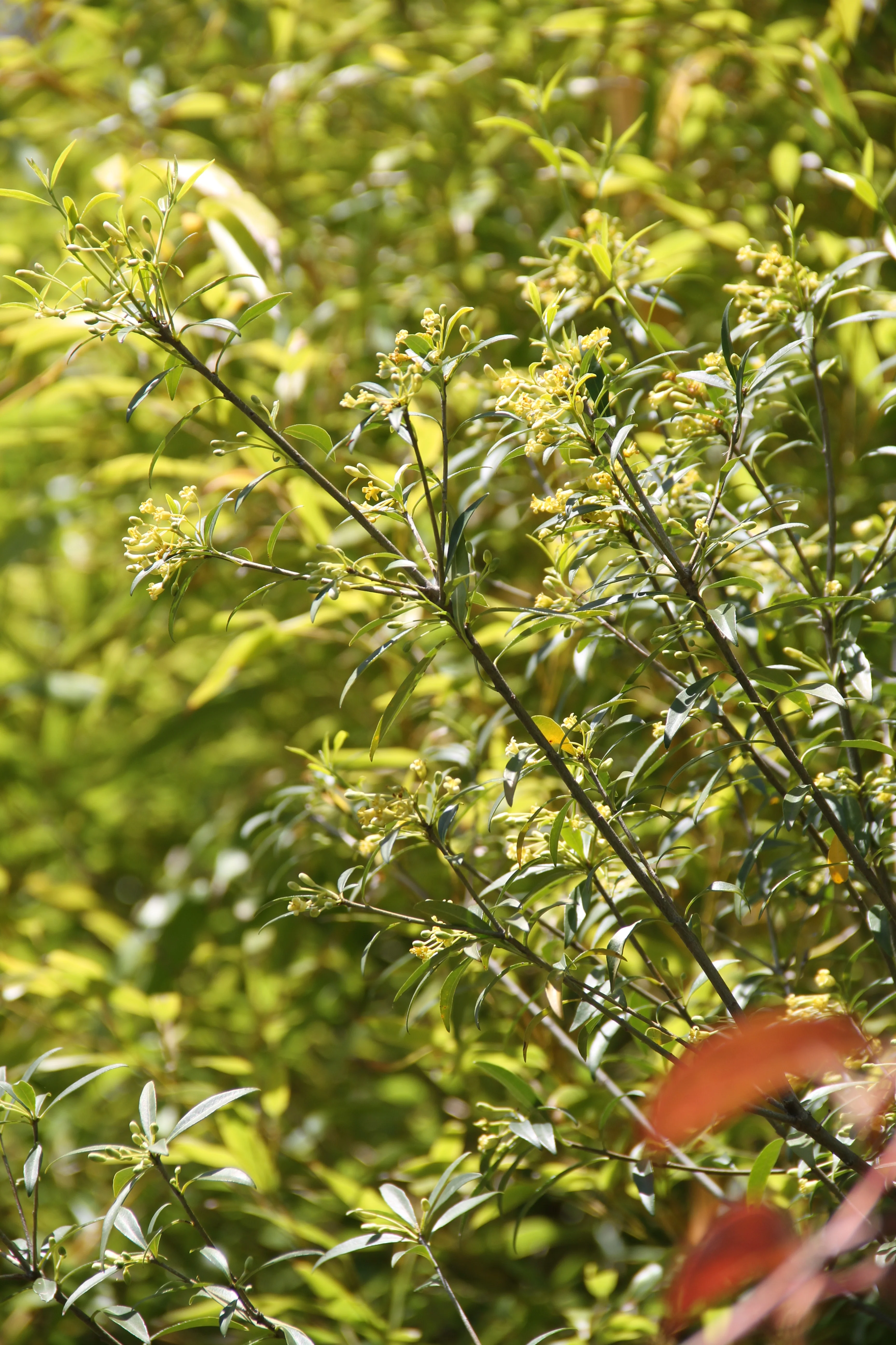 *RETAIL - Pittosporum parvilimbum