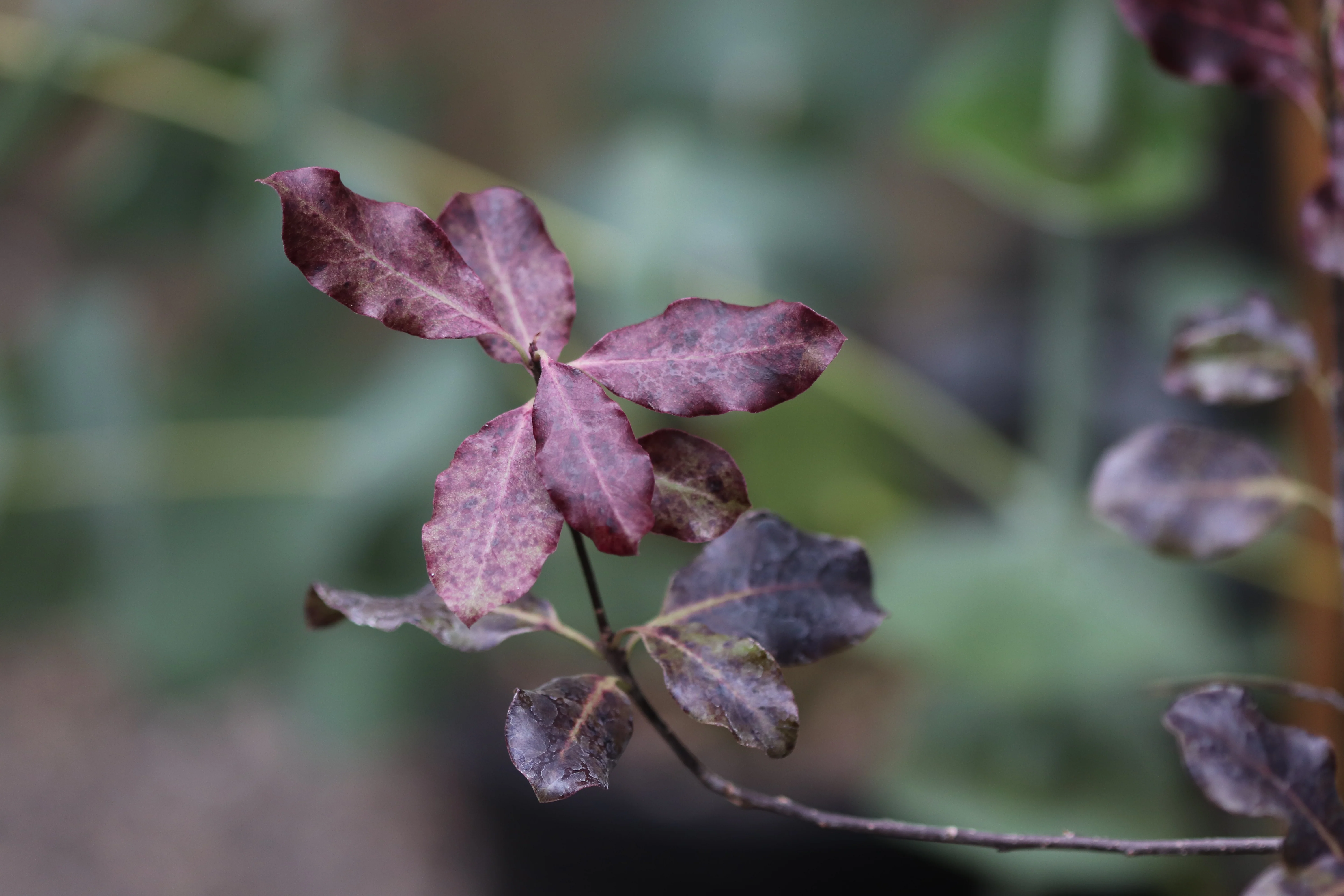 *RETAIL - Pittosporum tenuifolium 'Atropurpureum' - Image 2