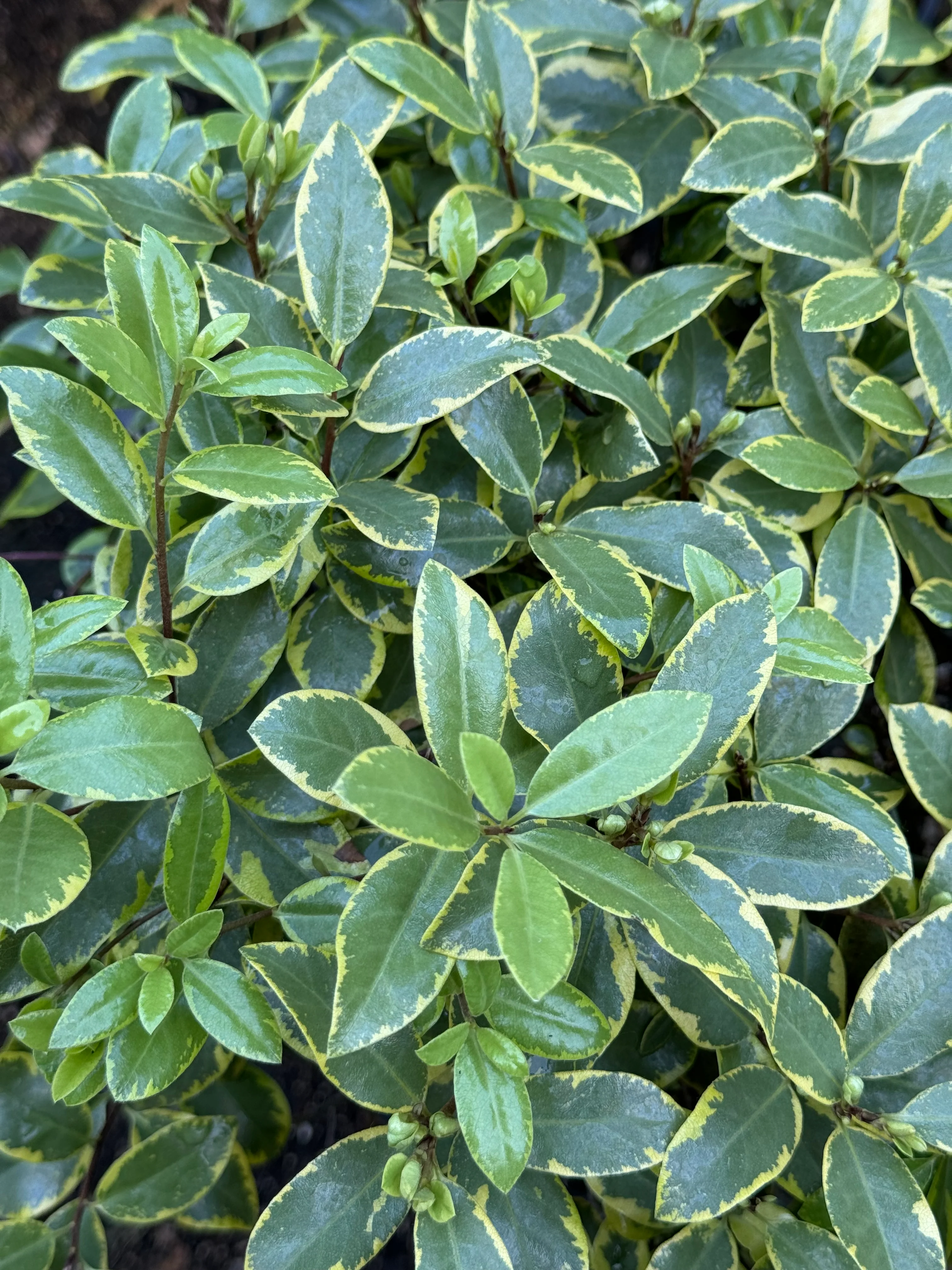*RETAIL - Pittosporum tenuifolium 'Diamond' - Image 2