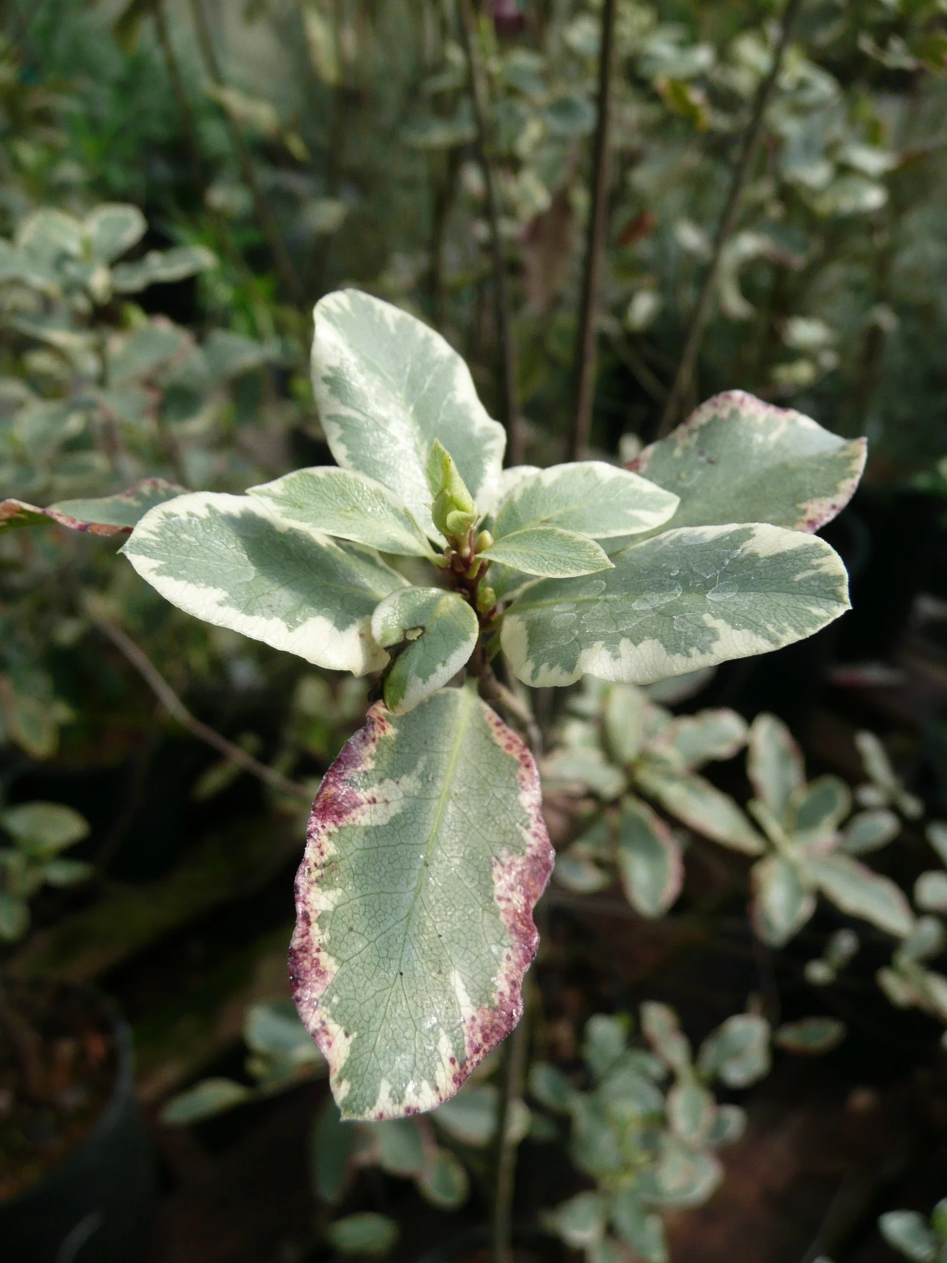 *RETAIL - Pittosporum tenuifolium 'Elizabeth' - Image 2