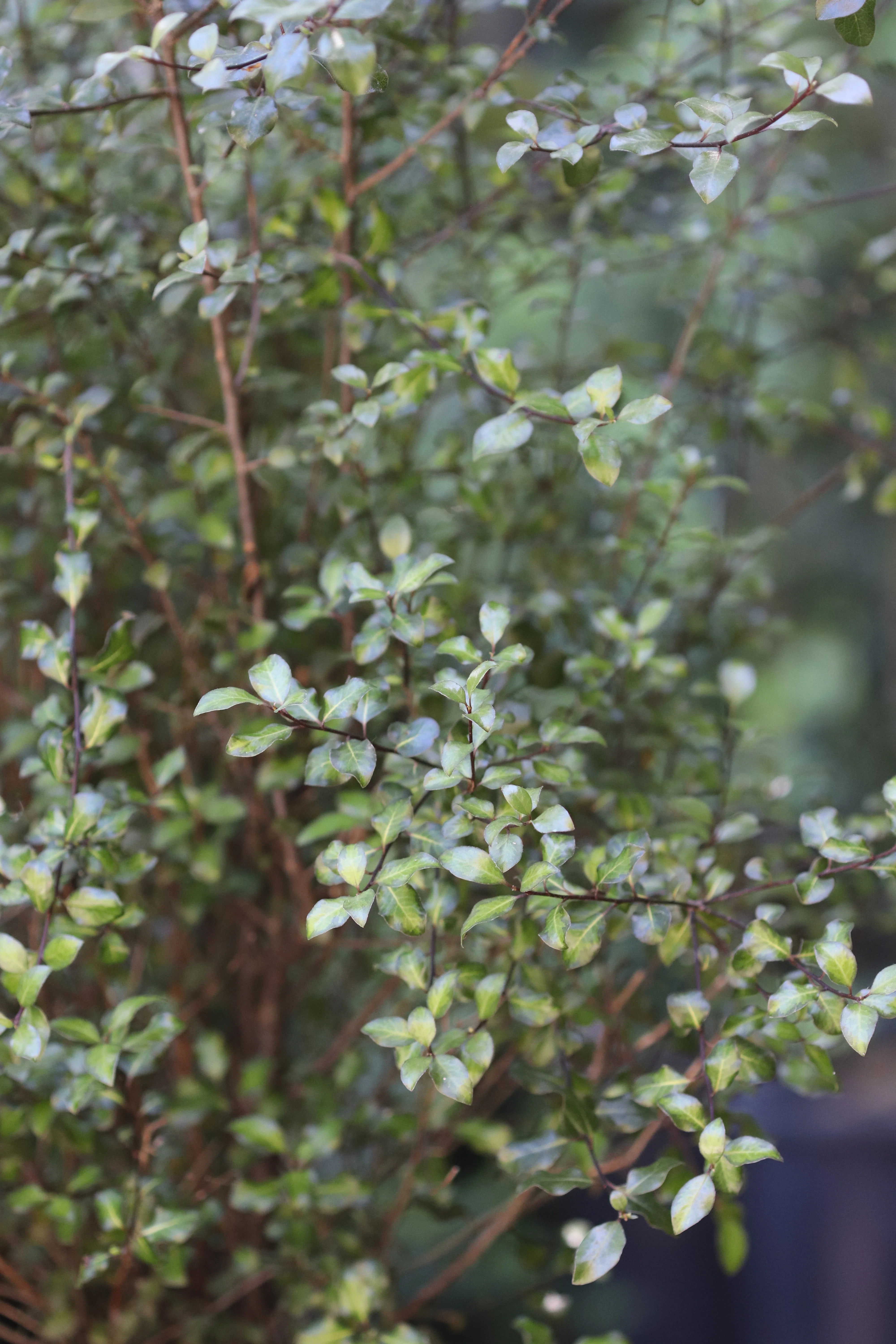 *RETAIL - Pittosporum tenuifolium 'Harley Botanica' - Image 2