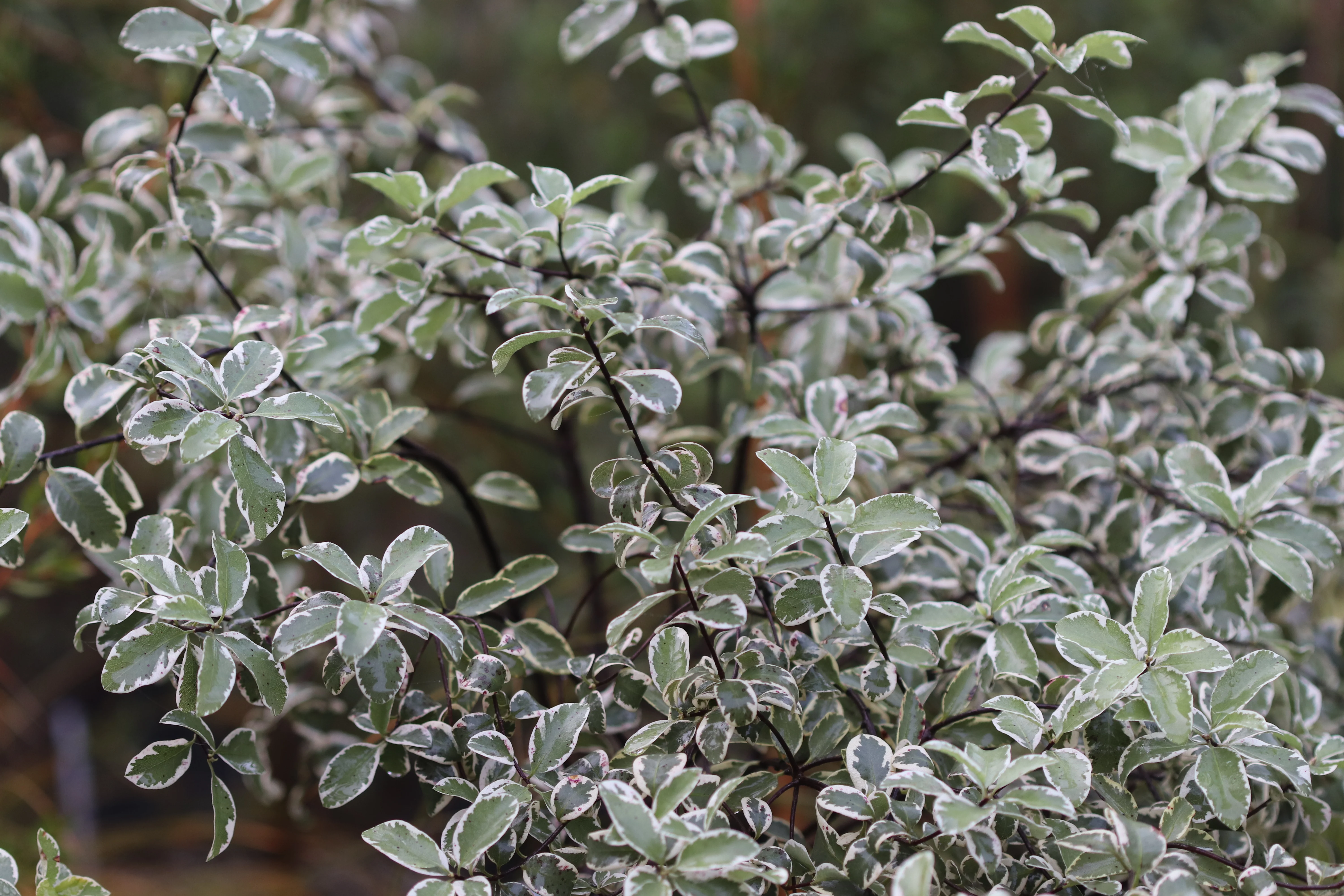 *RETAIL - Pittosporum tenuifolium 'Marjorie Channon' - Image 2