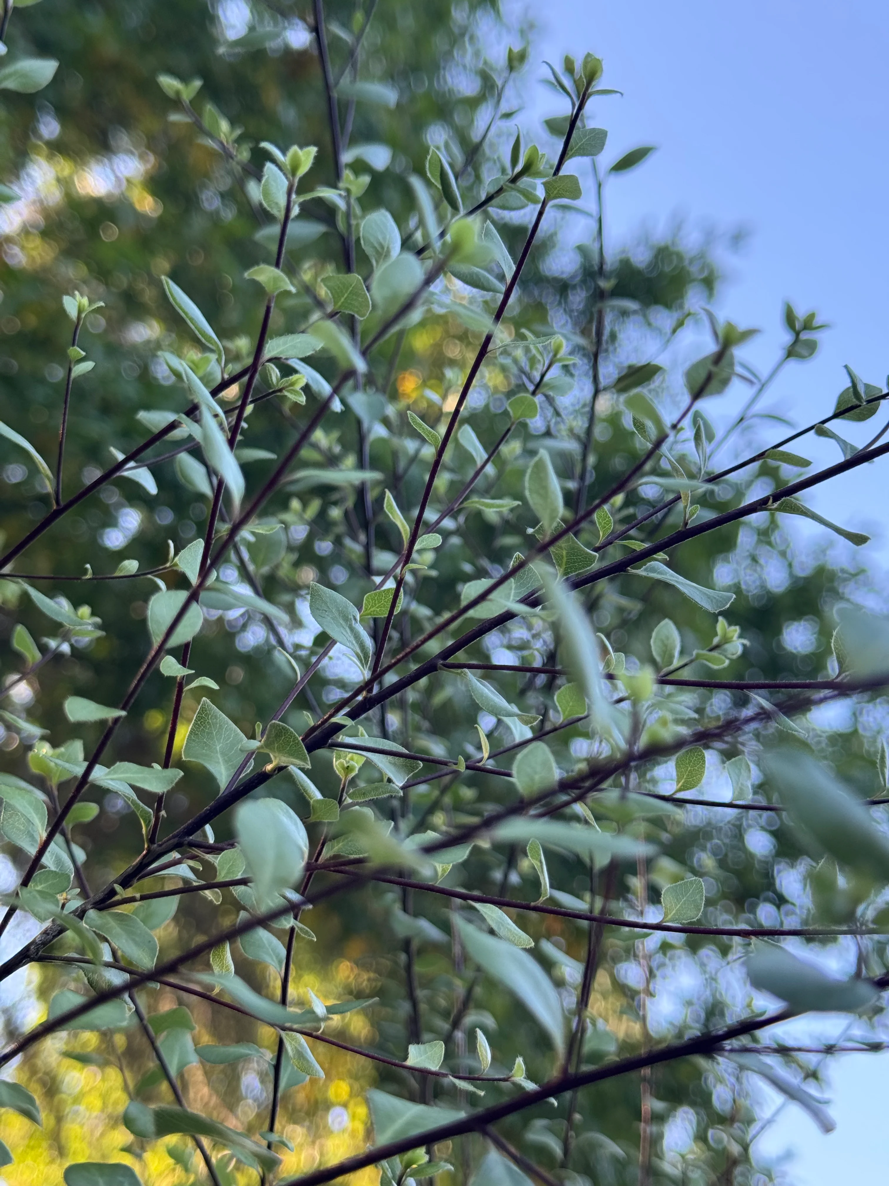 *RETAIL - Pittosporum tenuifolium 'Oliver Twist' - Image 2