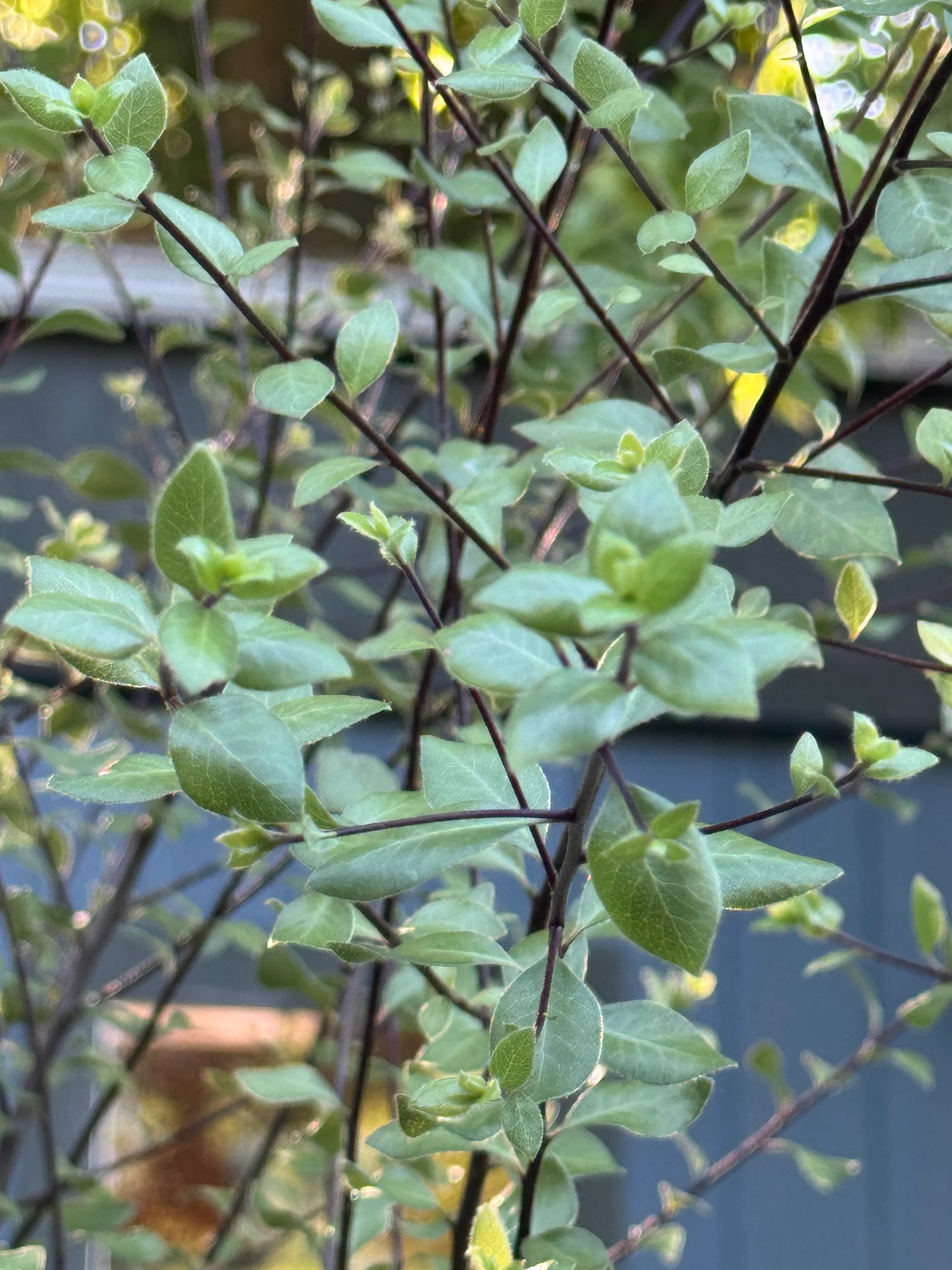 *RETAIL - Pittosporum tenuifolium 'Oliver Twist' - Image 3