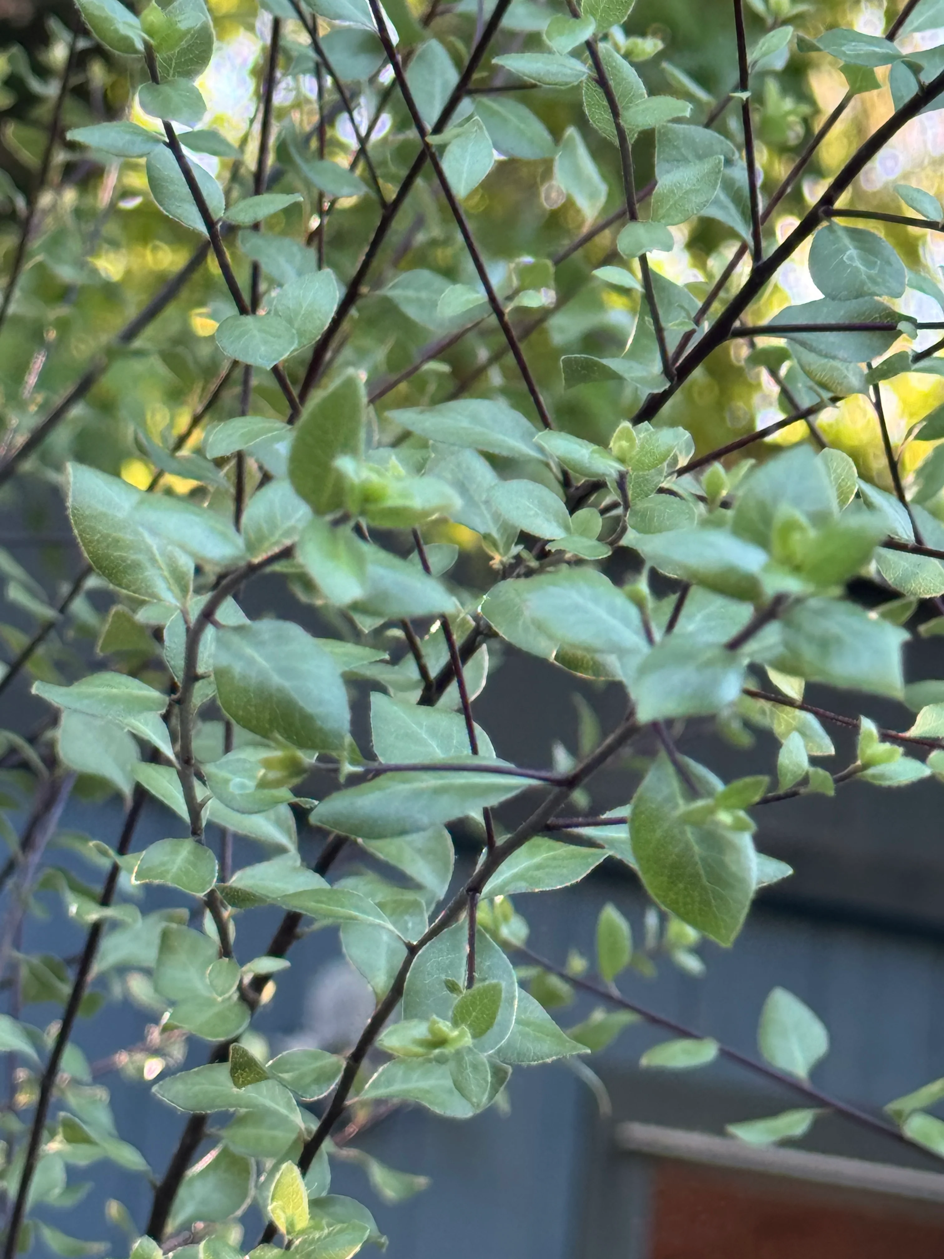 *RETAIL - Pittosporum tenuifolium 'Oliver Twist' - Image 4