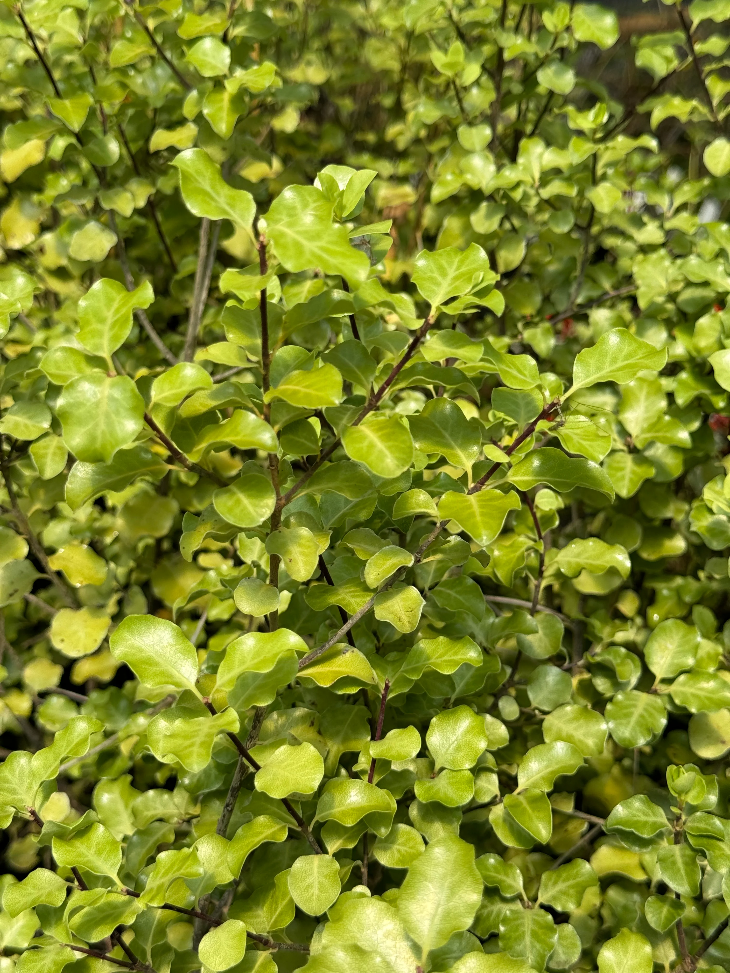*RETAIL - Pittosporum tenuifolium 'Silver Ruffles' - Image 3