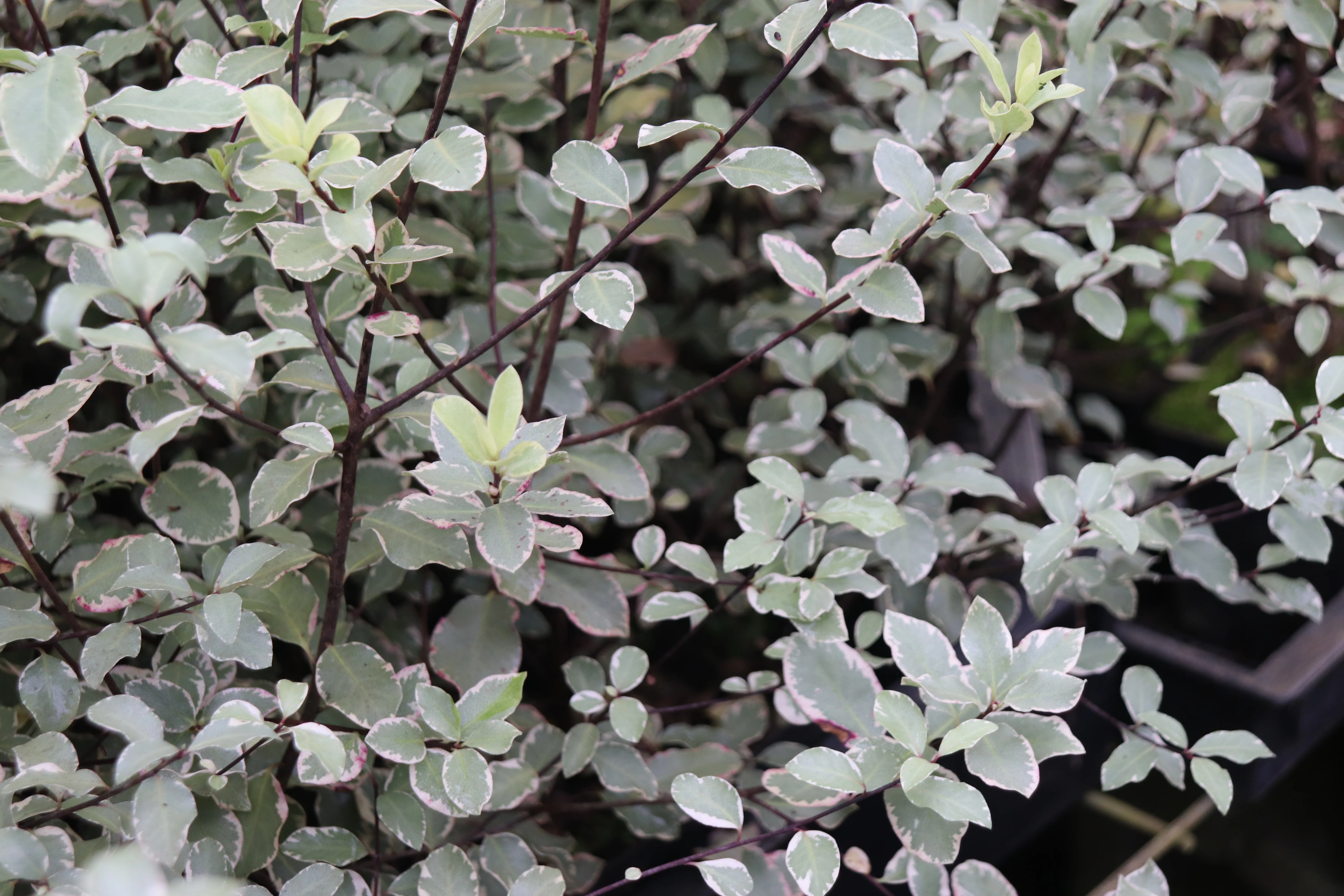 *RETAIL - Pittosporum tenuifolium 'Victoria' - Image 2