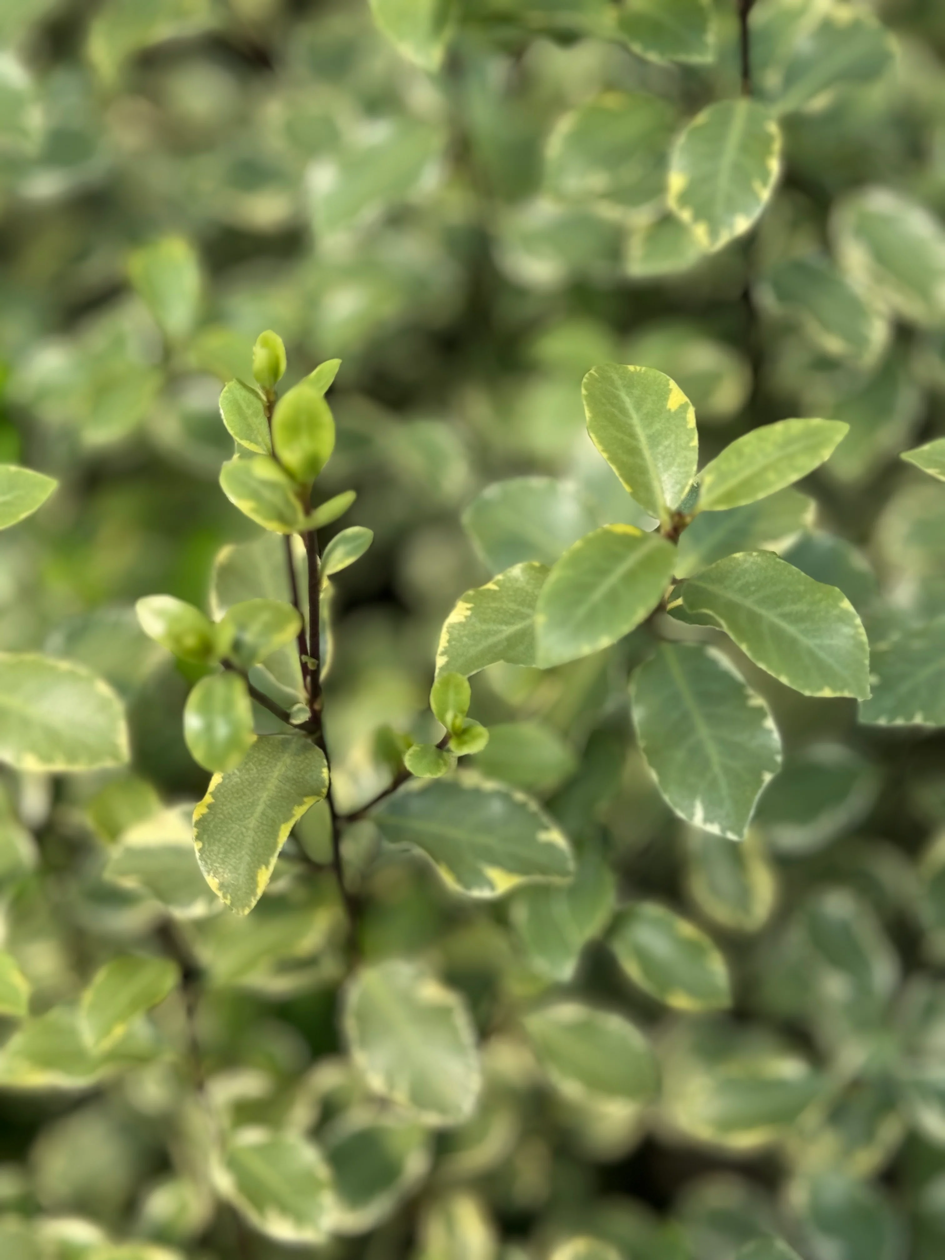 *RETAIL - Pittosporum tenuifolium 'Victoria' - Image 3