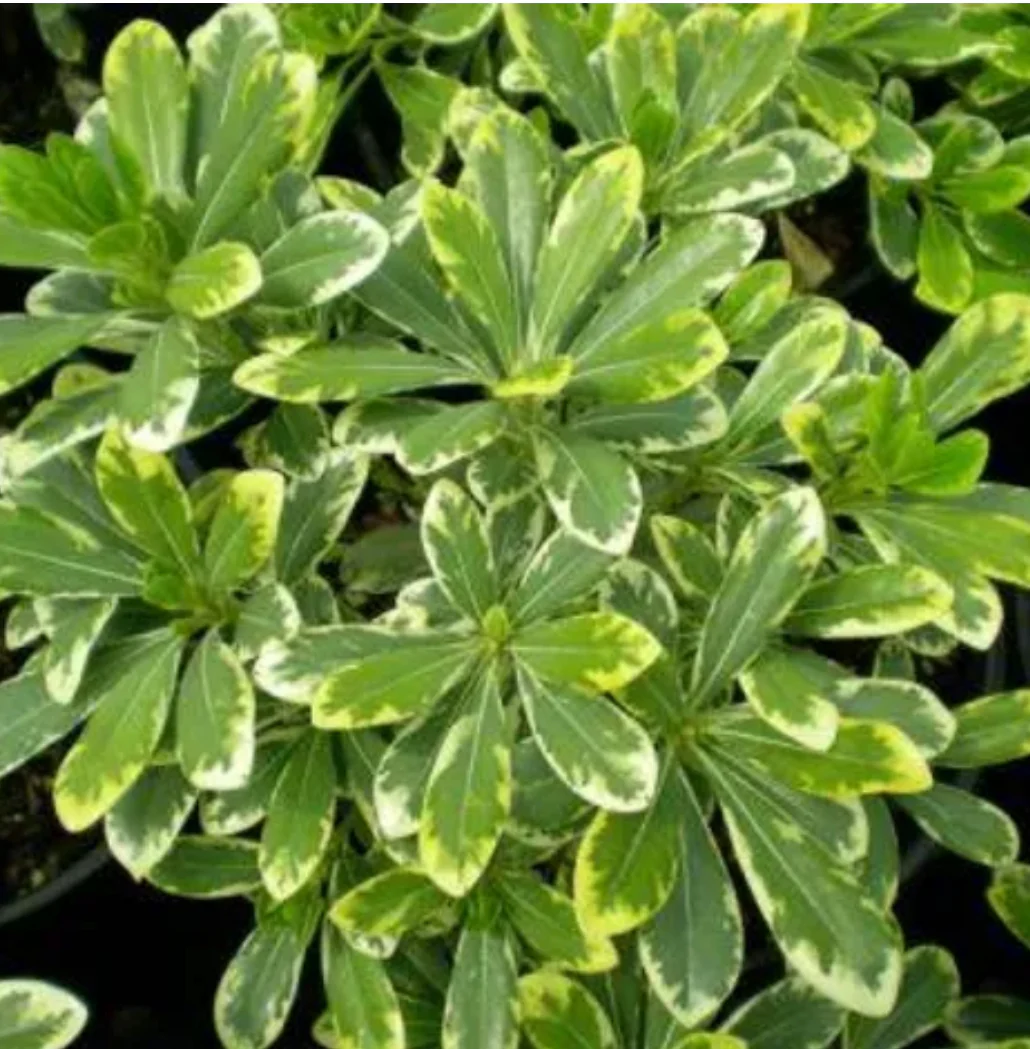*RETAIL - Pittosporum tobira 'Shima'