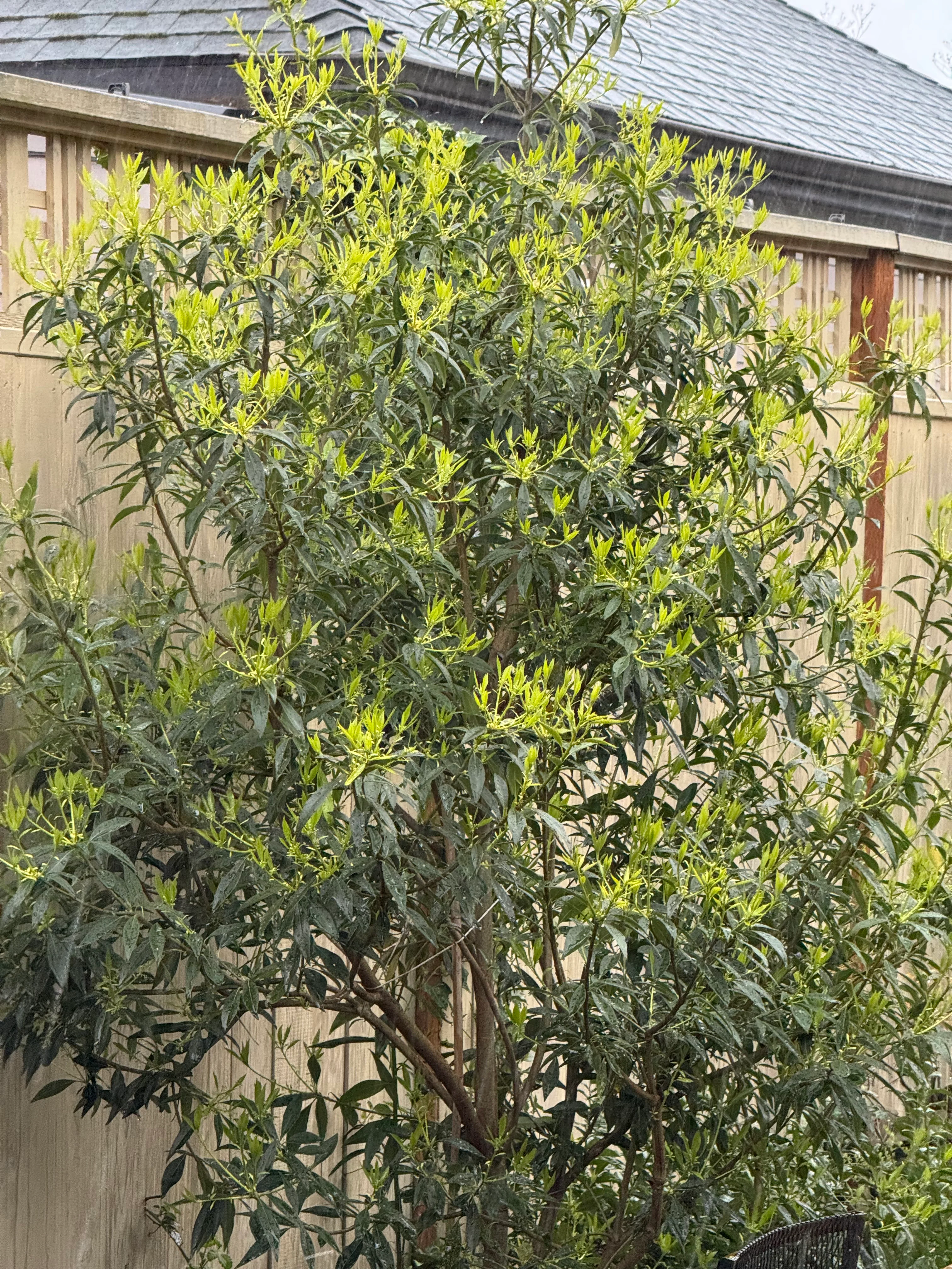*RETAIL - Pittosporum x 'Sappy' - Image 2