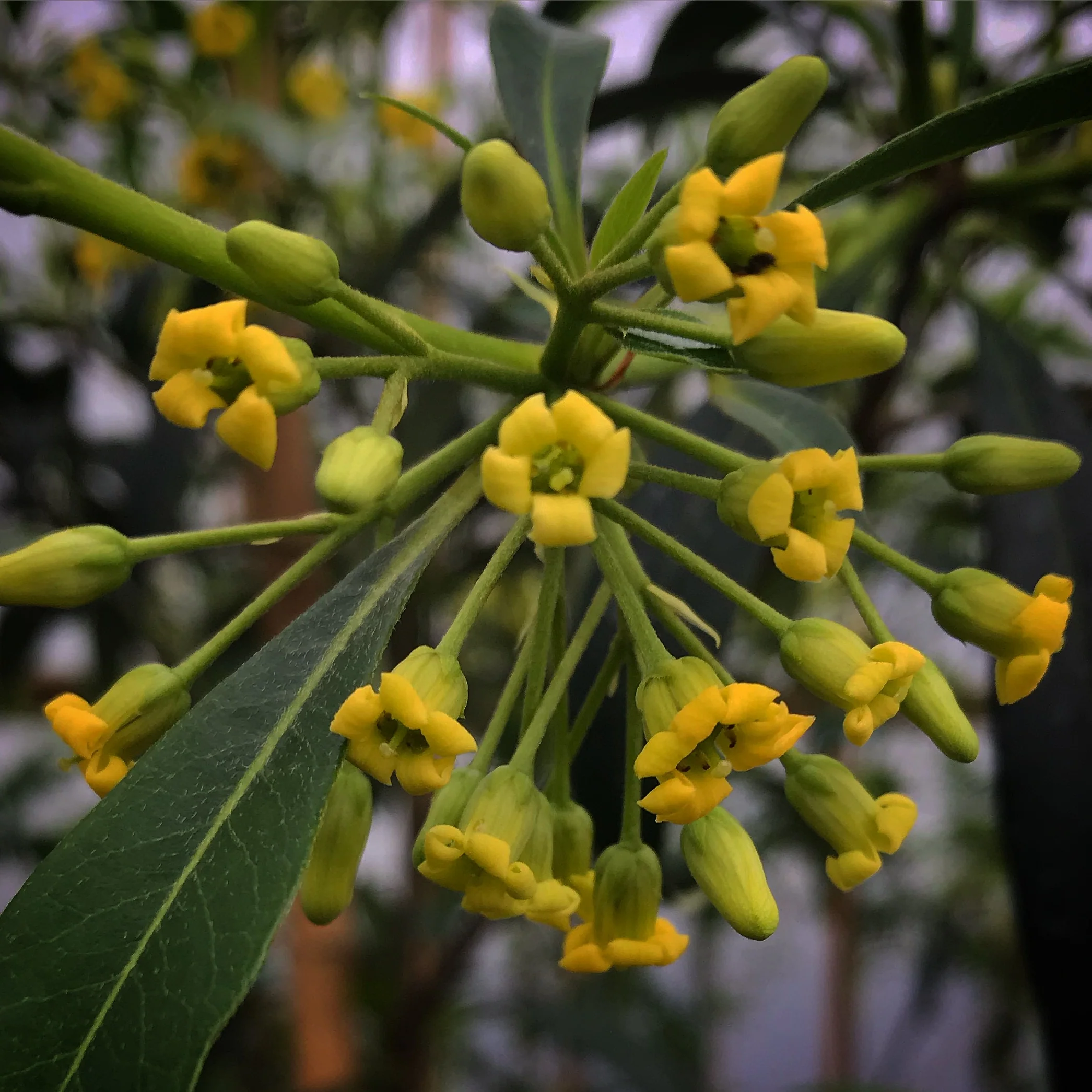 *RETAIL - Pittosporum x 'Sappy' - Image 3