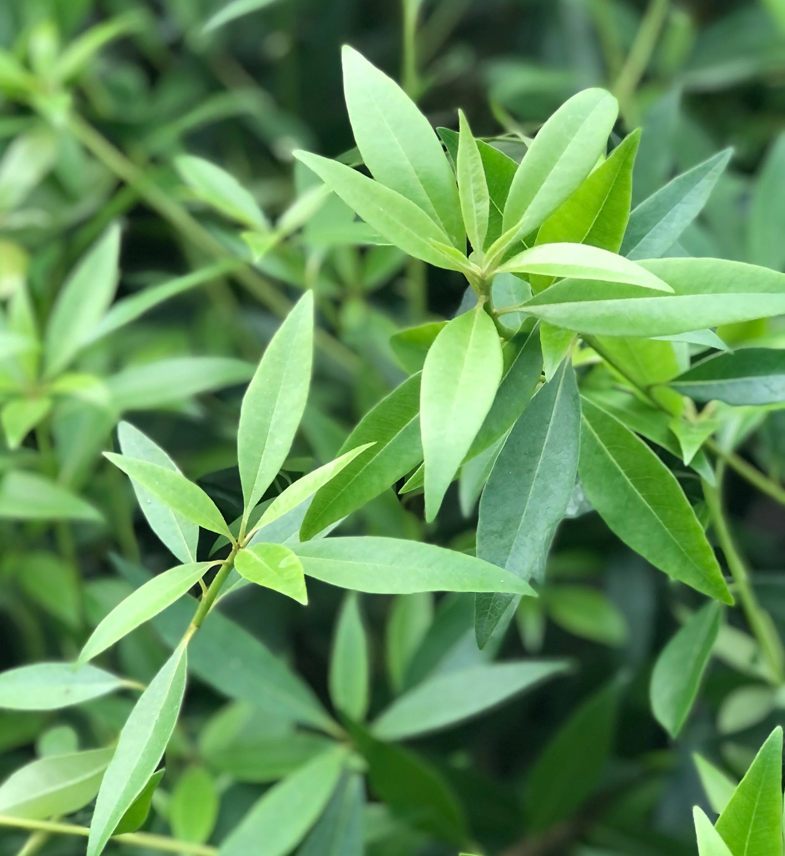 *RETAIL - Pittosporum x 'Sappy' - Image 4