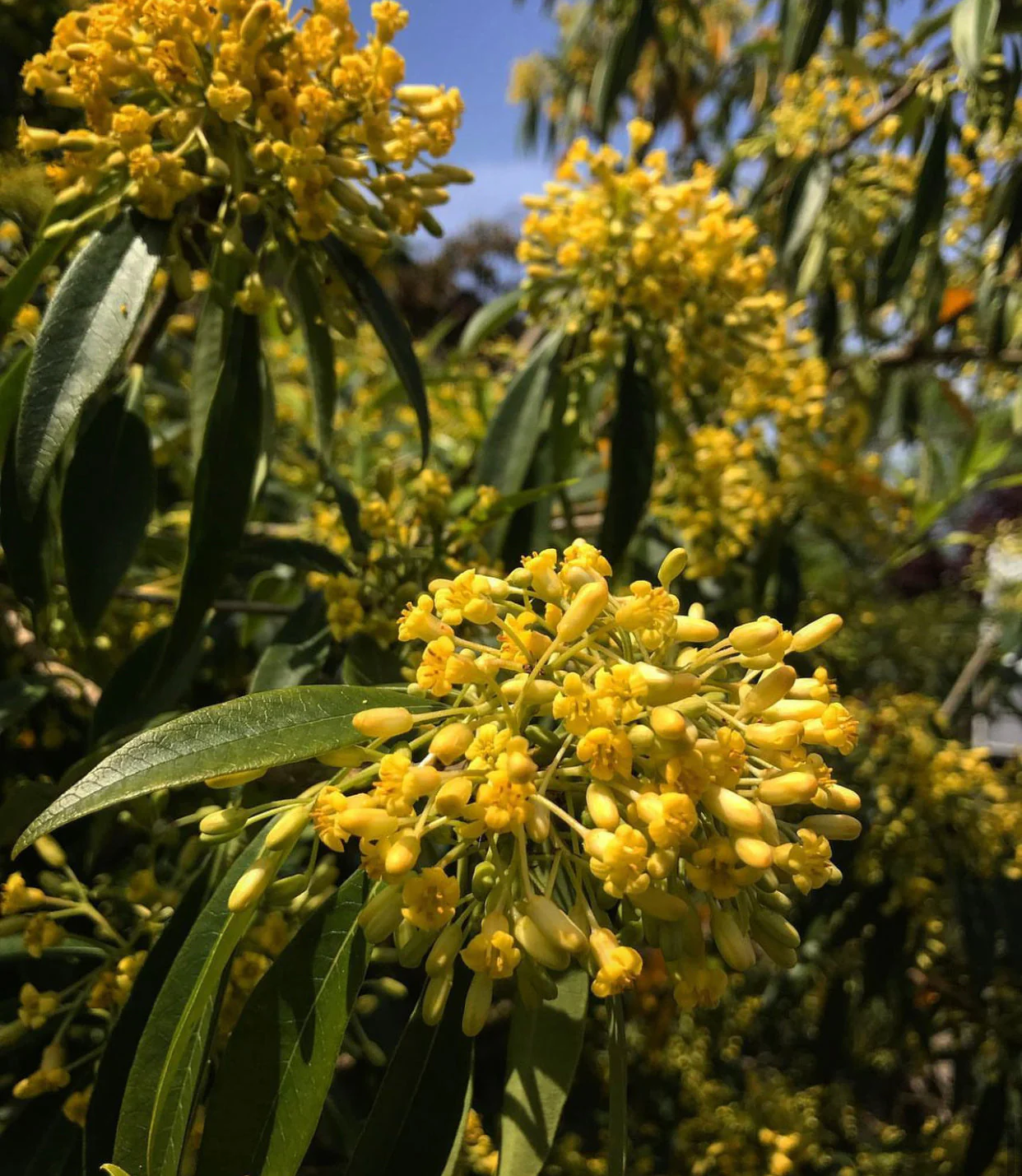 *RETAIL - Pittosporum x 'Sappy' - Image 5