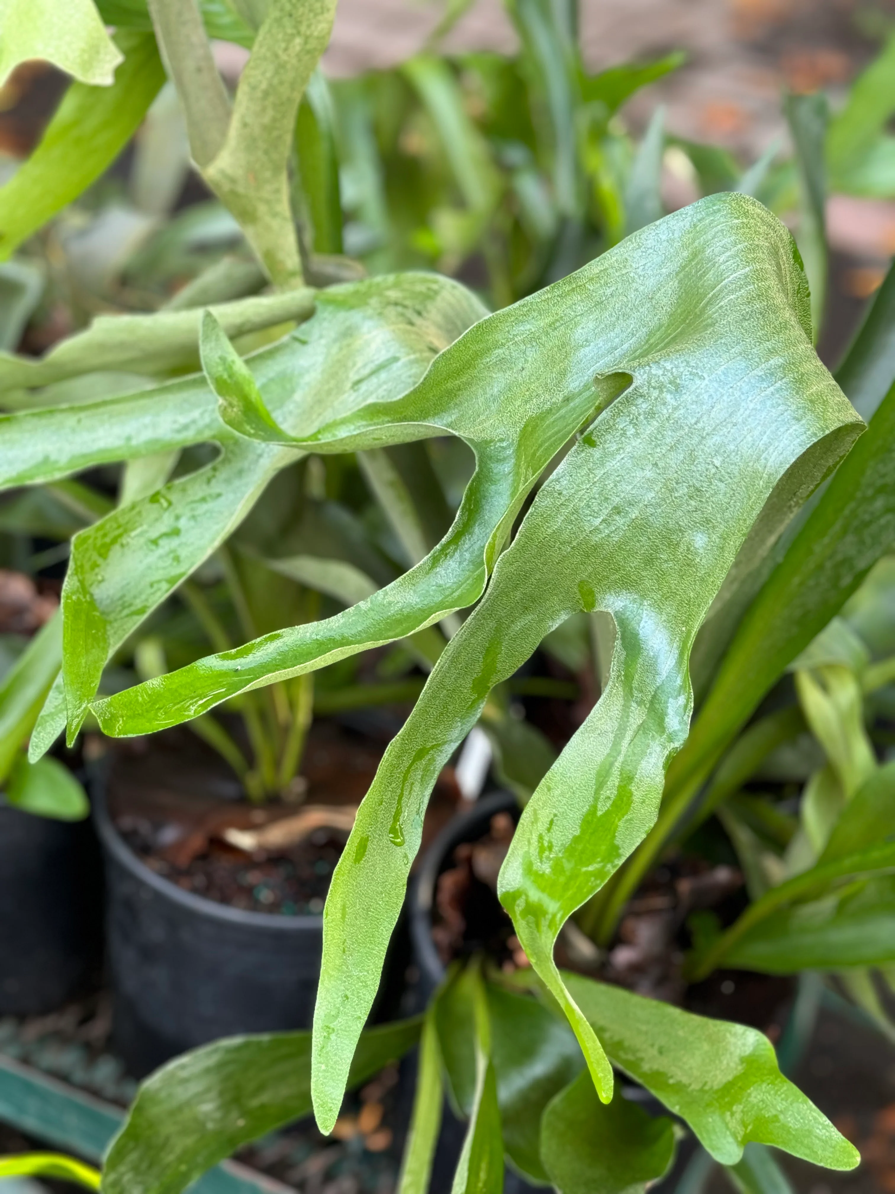*RETAIL - Platycerium bifurcatum 'Netherlands' - Image 2