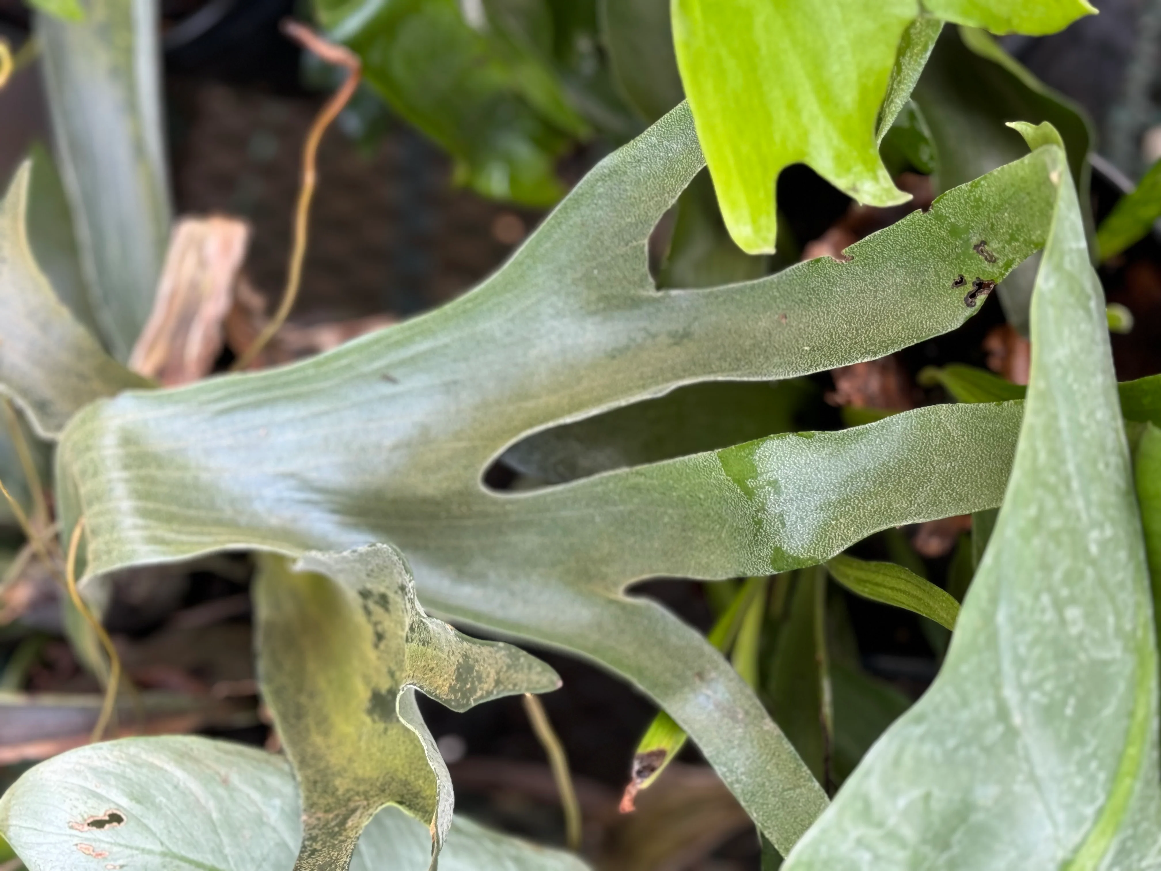 *RETAIL - Platycerium bifurcatum 'Netherlands' - Image 3