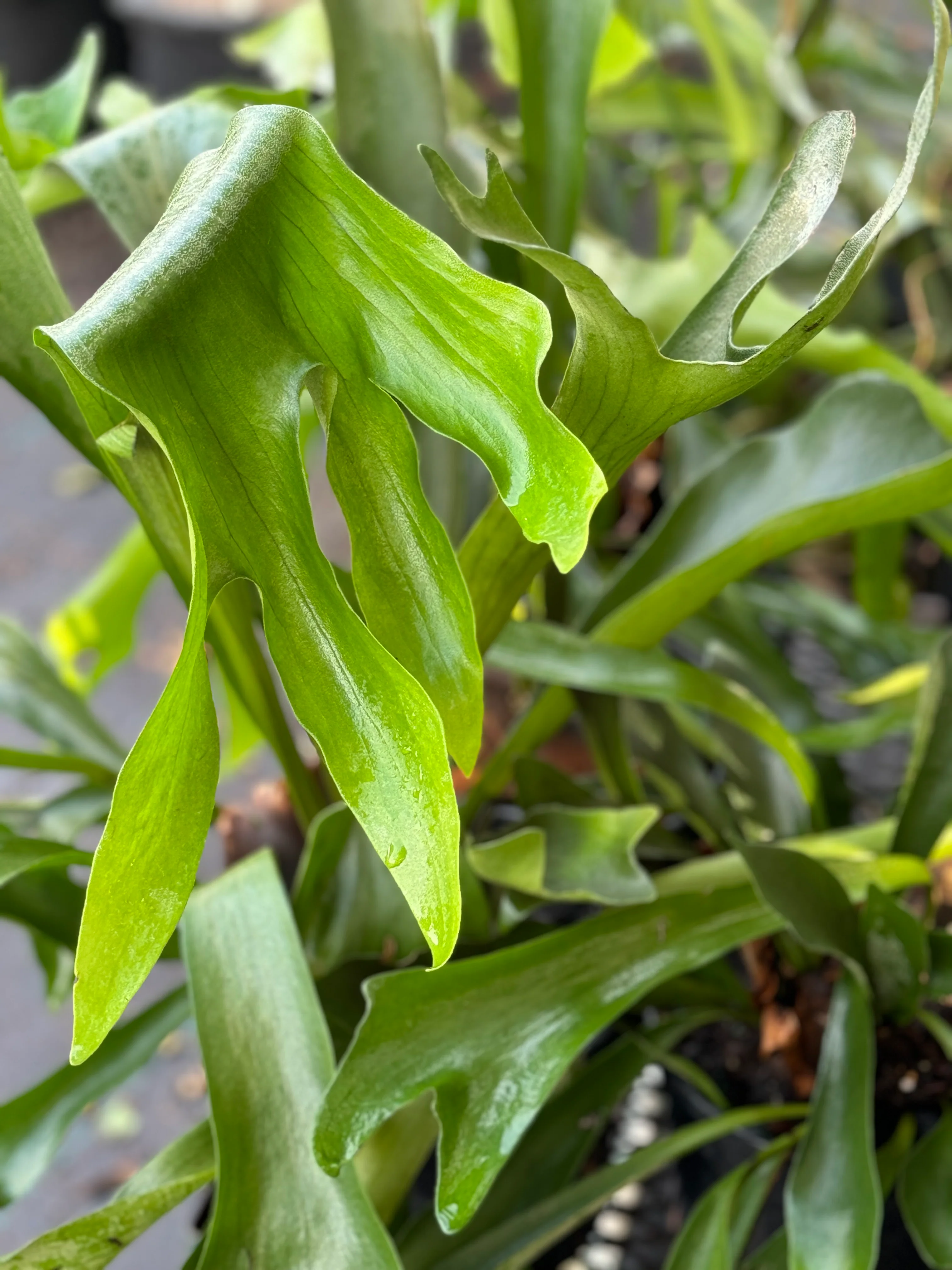 *RETAIL - Platycerium bifurcatum 'Netherlands' - Image 4