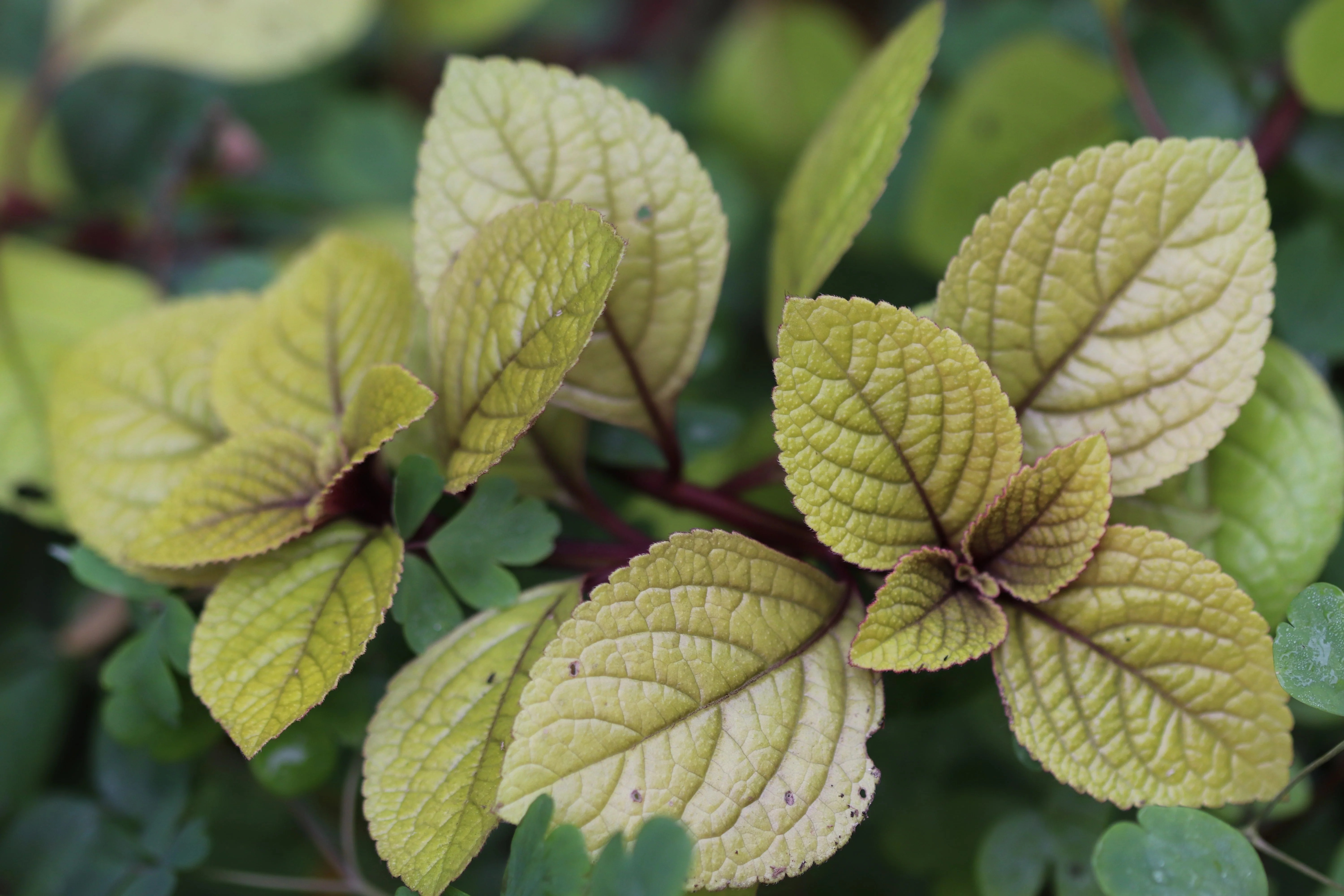 *RETAIL - Plectranthus ciliatus 'Aureus' - Image 2