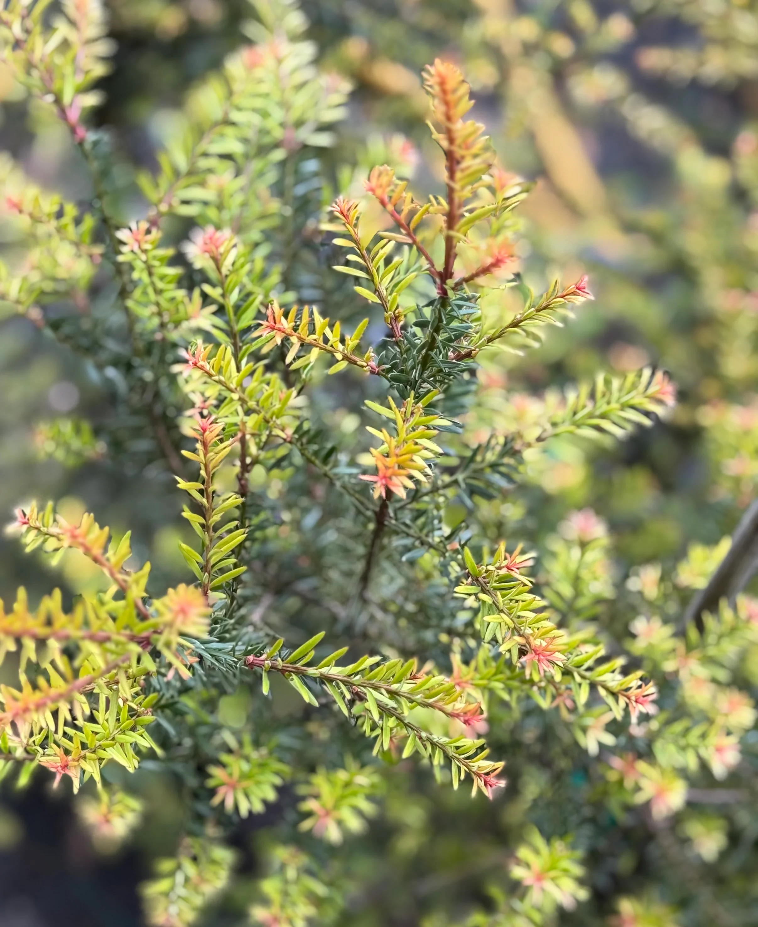 *RETAIL - Podocarpus alpinus 'County Park Fire' - Image 2