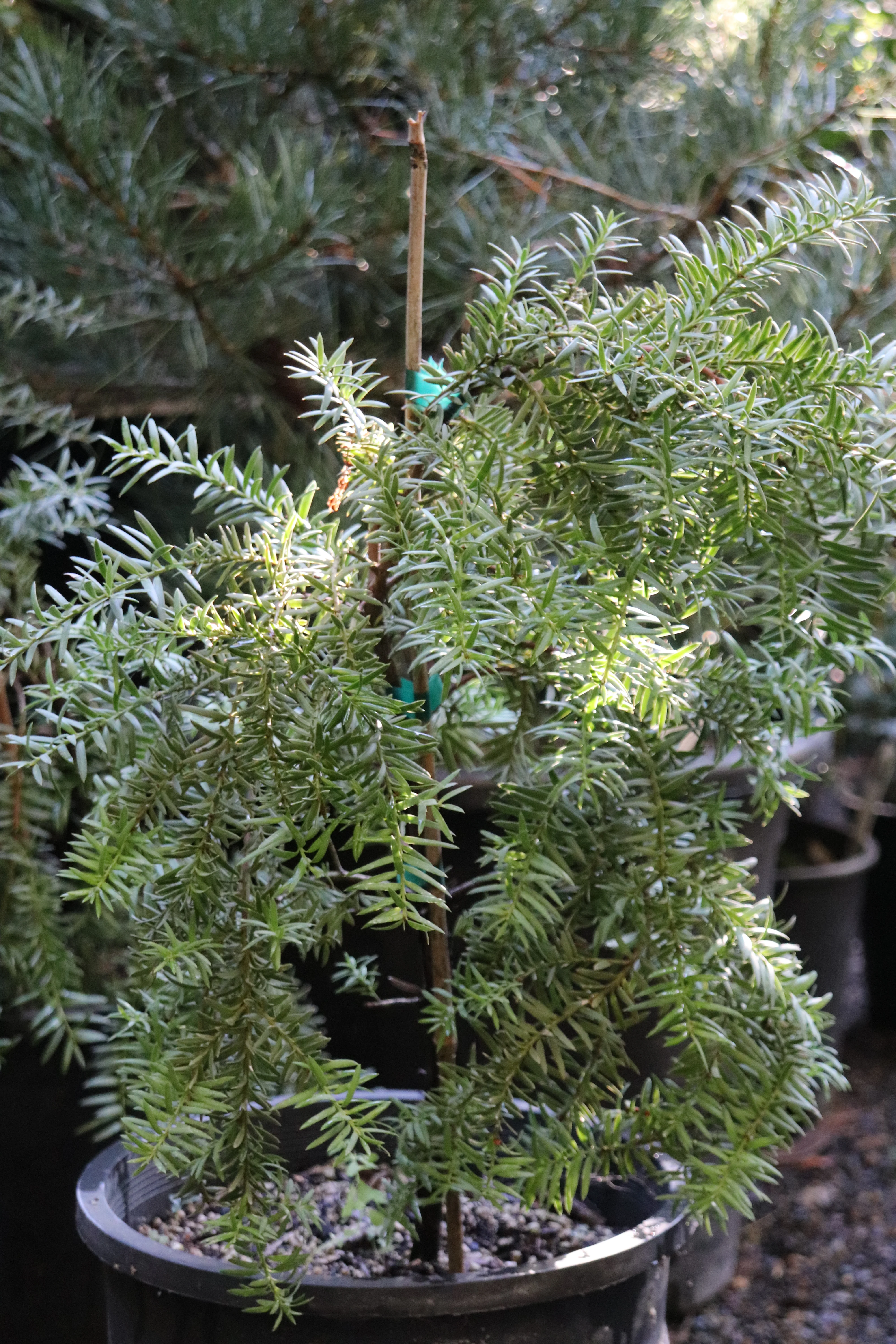 *RETAIL - Podocarpus totara 'Pendula' - Image 2