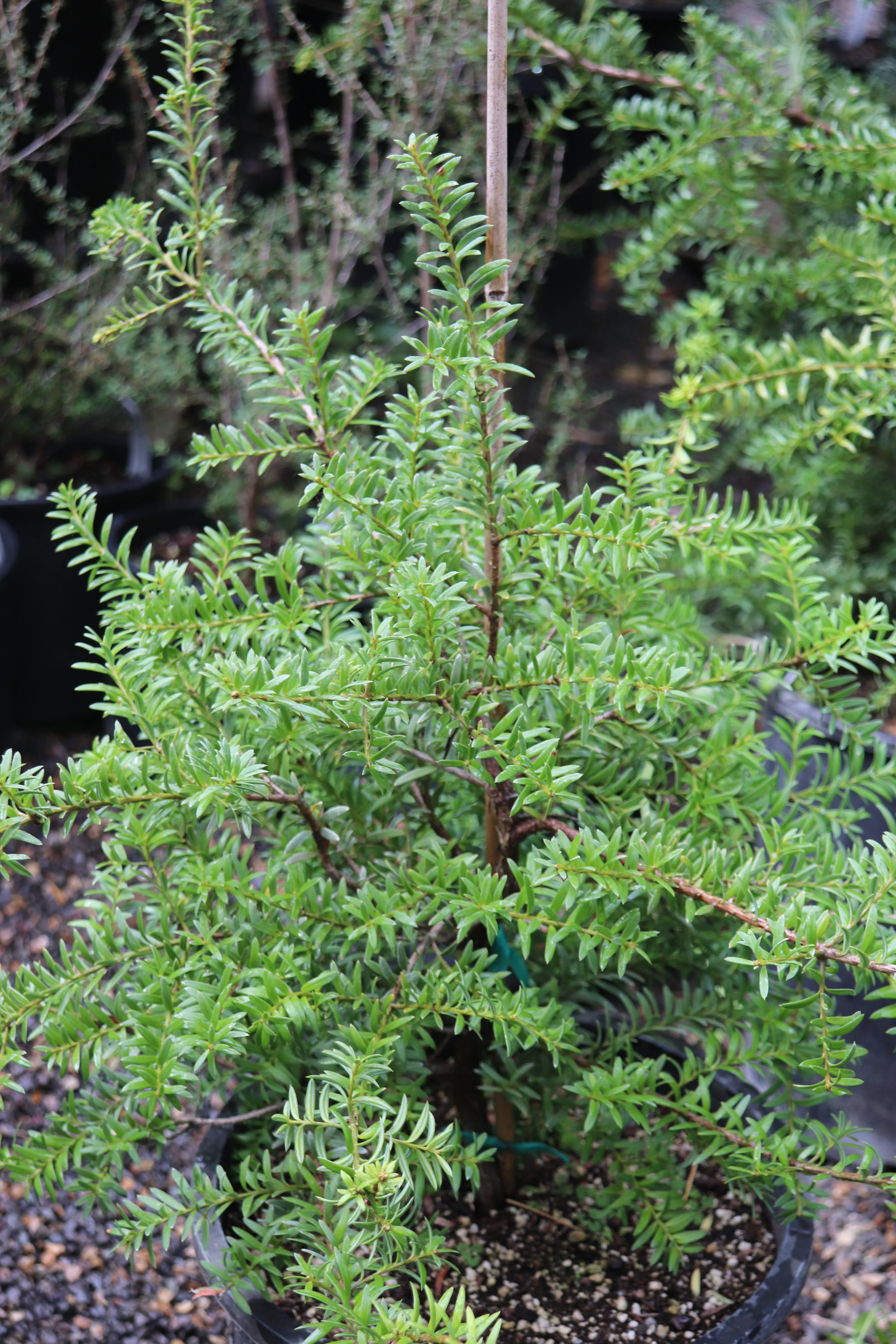 *RETAIL - Podocarpus totara x nivalis - Image 2