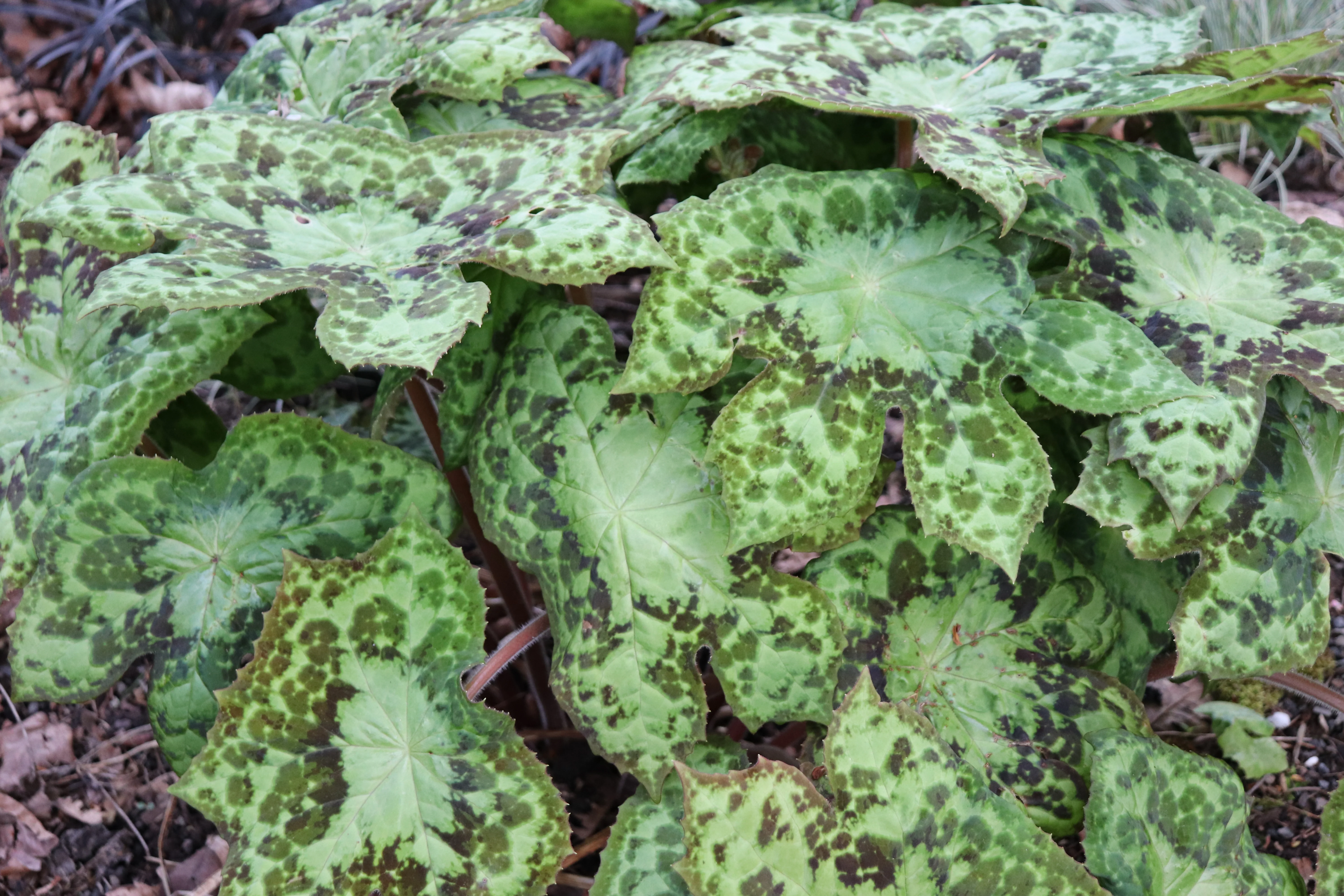 *RETAIL - Podophyllum 'Spotty Dotty' - Image 2