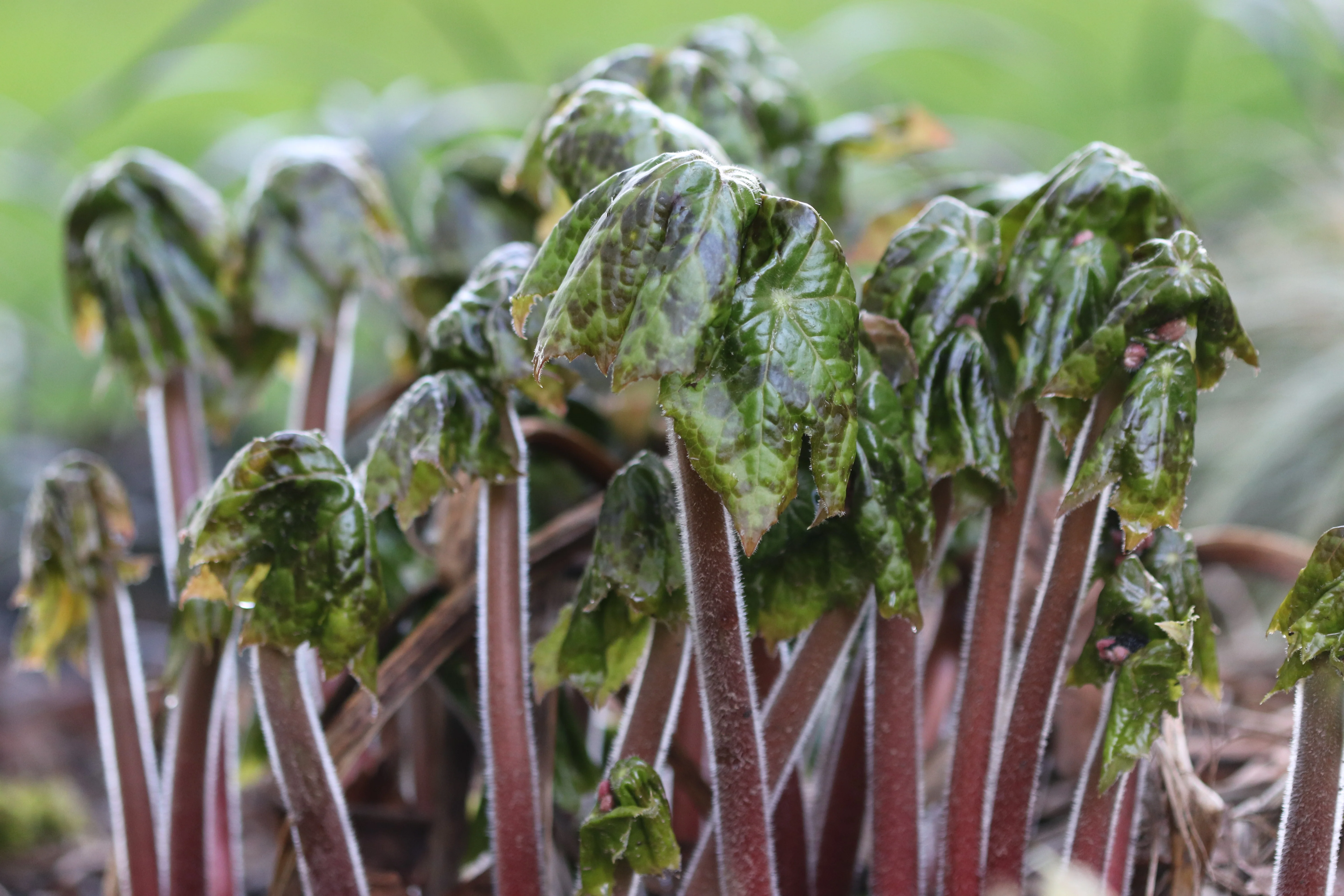 *RETAIL - Podophyllum 'Spotty Dotty' - Image 3
