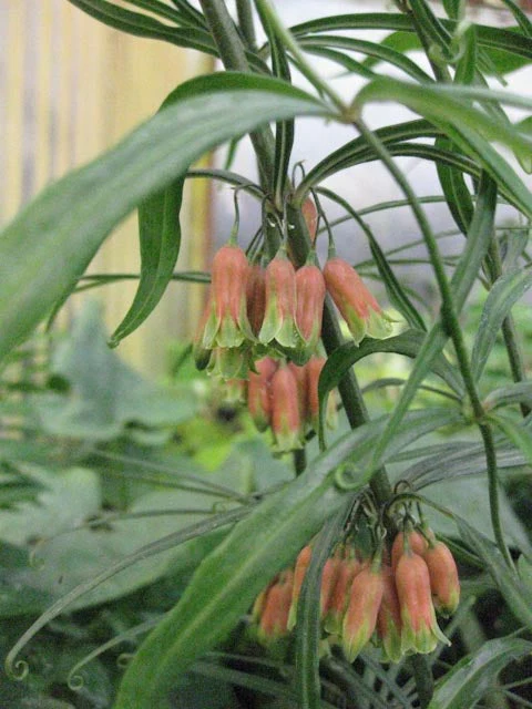 Polygonatum kingianum [red flowered form] - Image 3