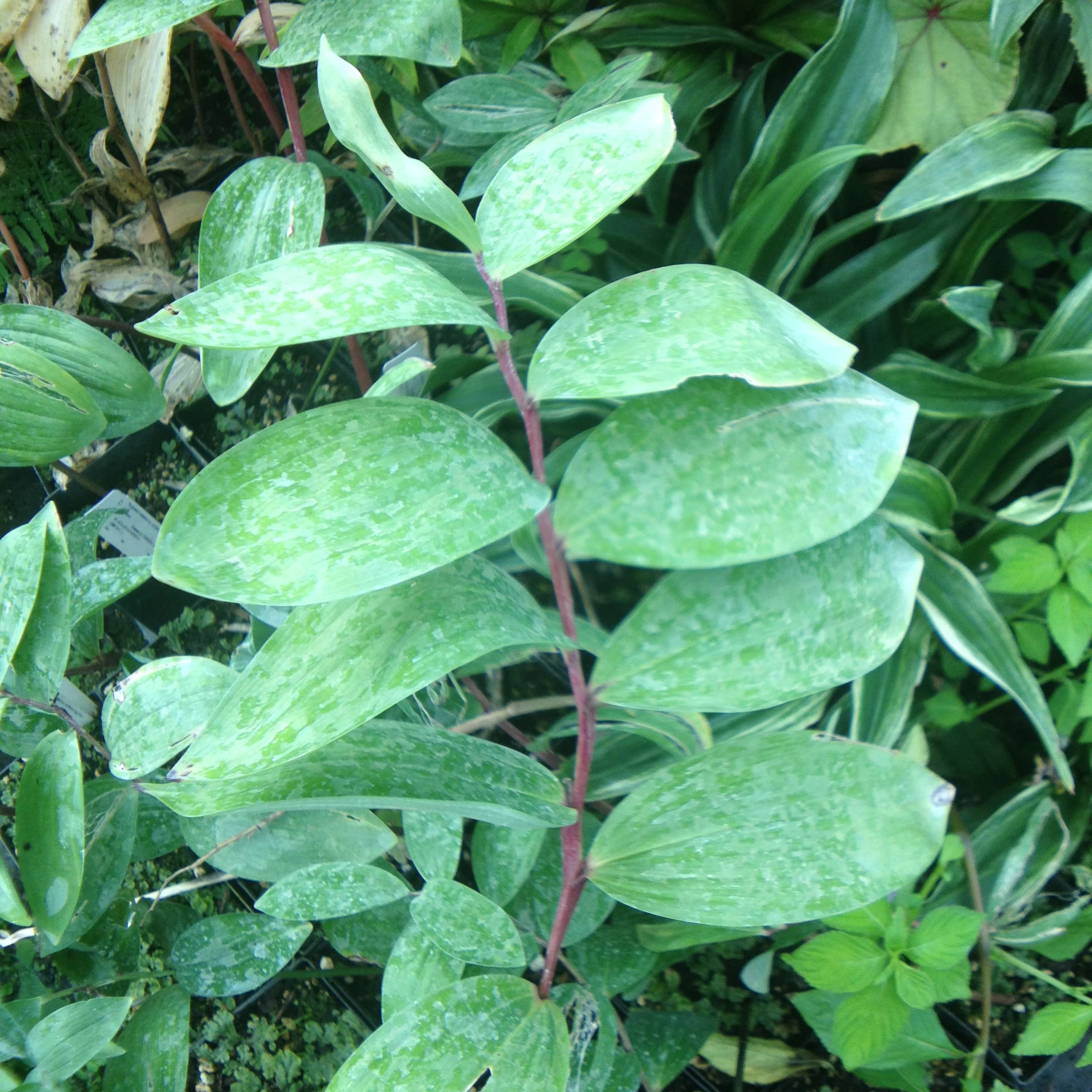 *RETAIL - Polygonatum odoratum var. pluriflorum 'Jinguji Form'