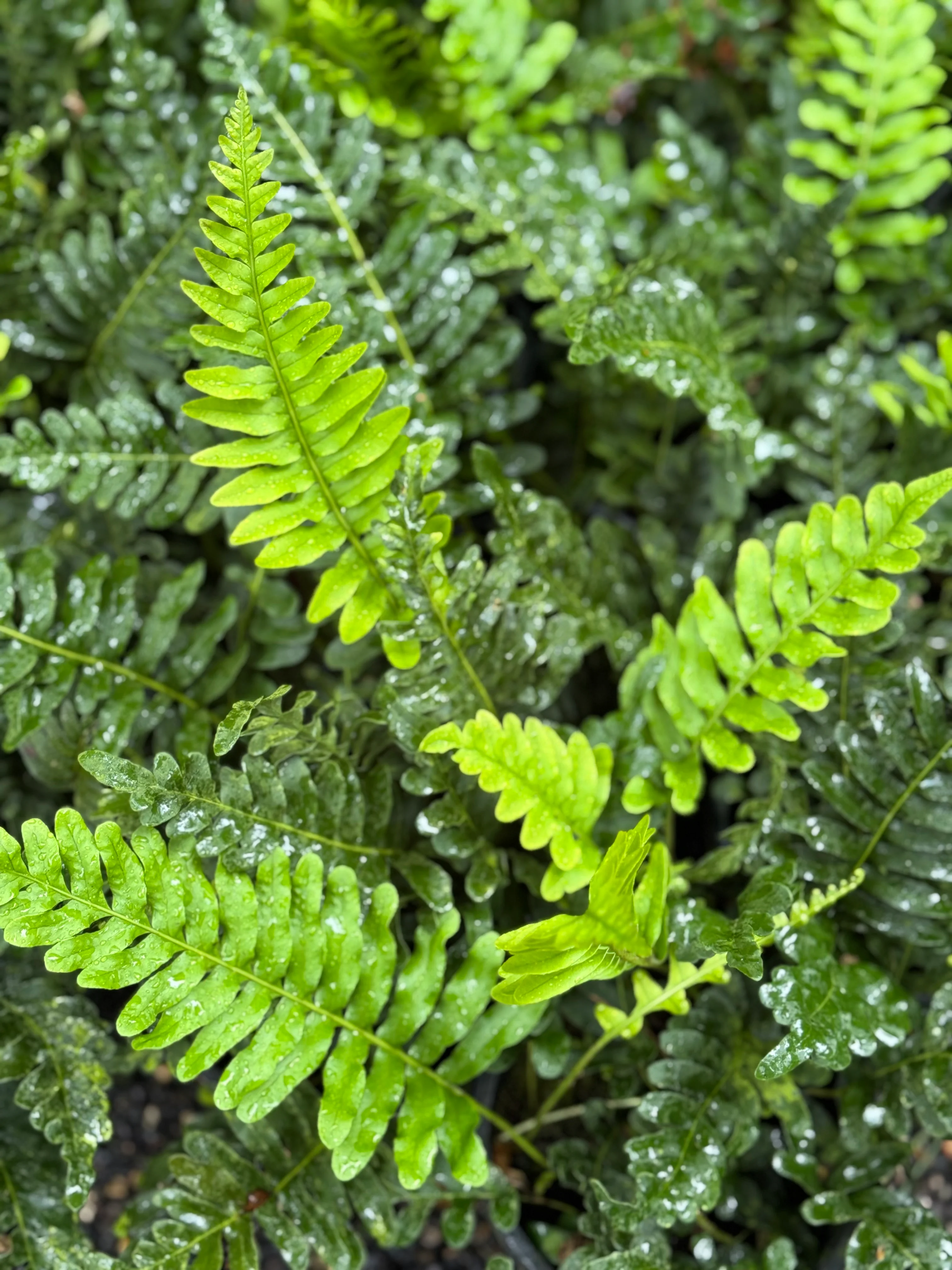 *RETAIL - Polypodium scouleri 'KT Ridge' - Image 2