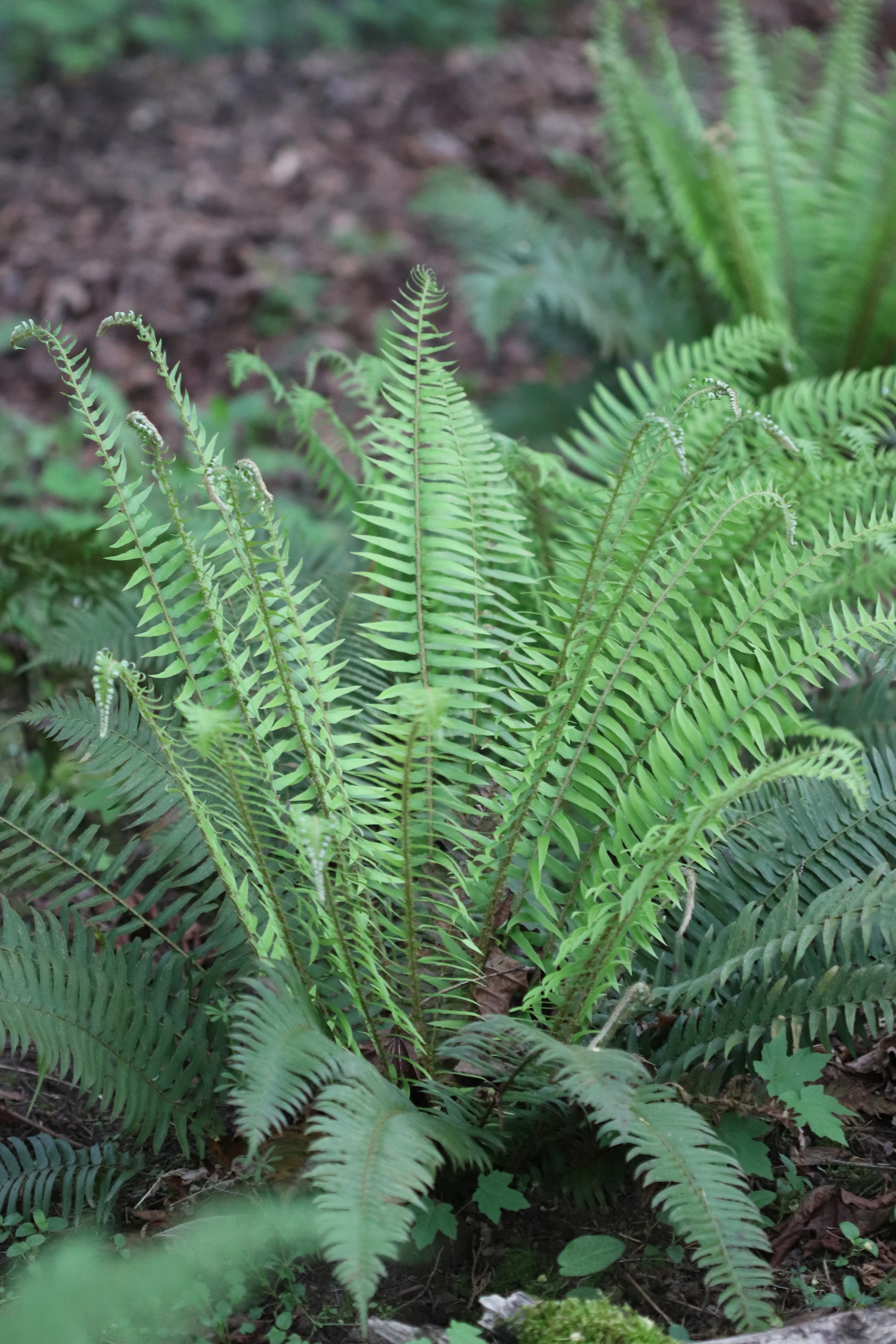 *RETAIL - Polystichum munitum - Image 2