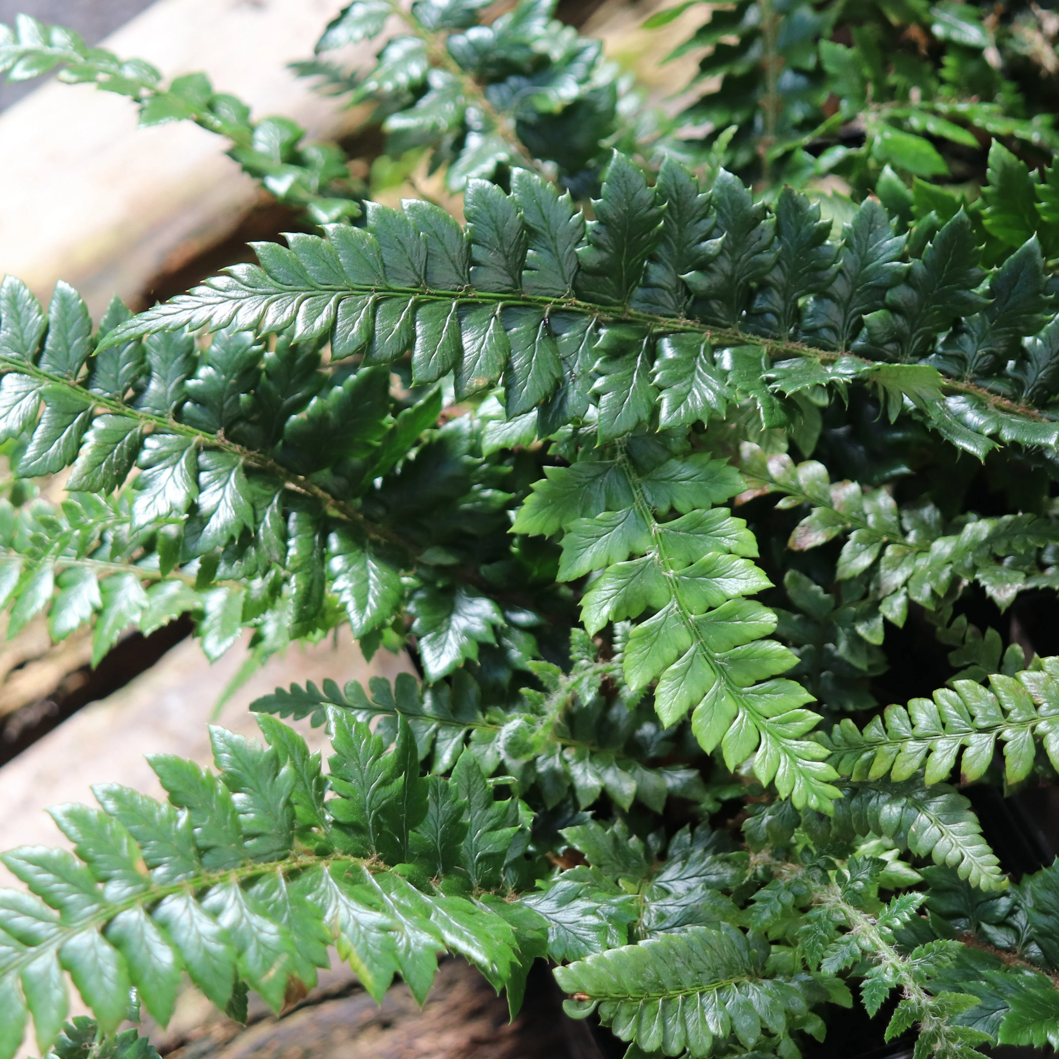 *RETAIL - Polystichum neolobatum