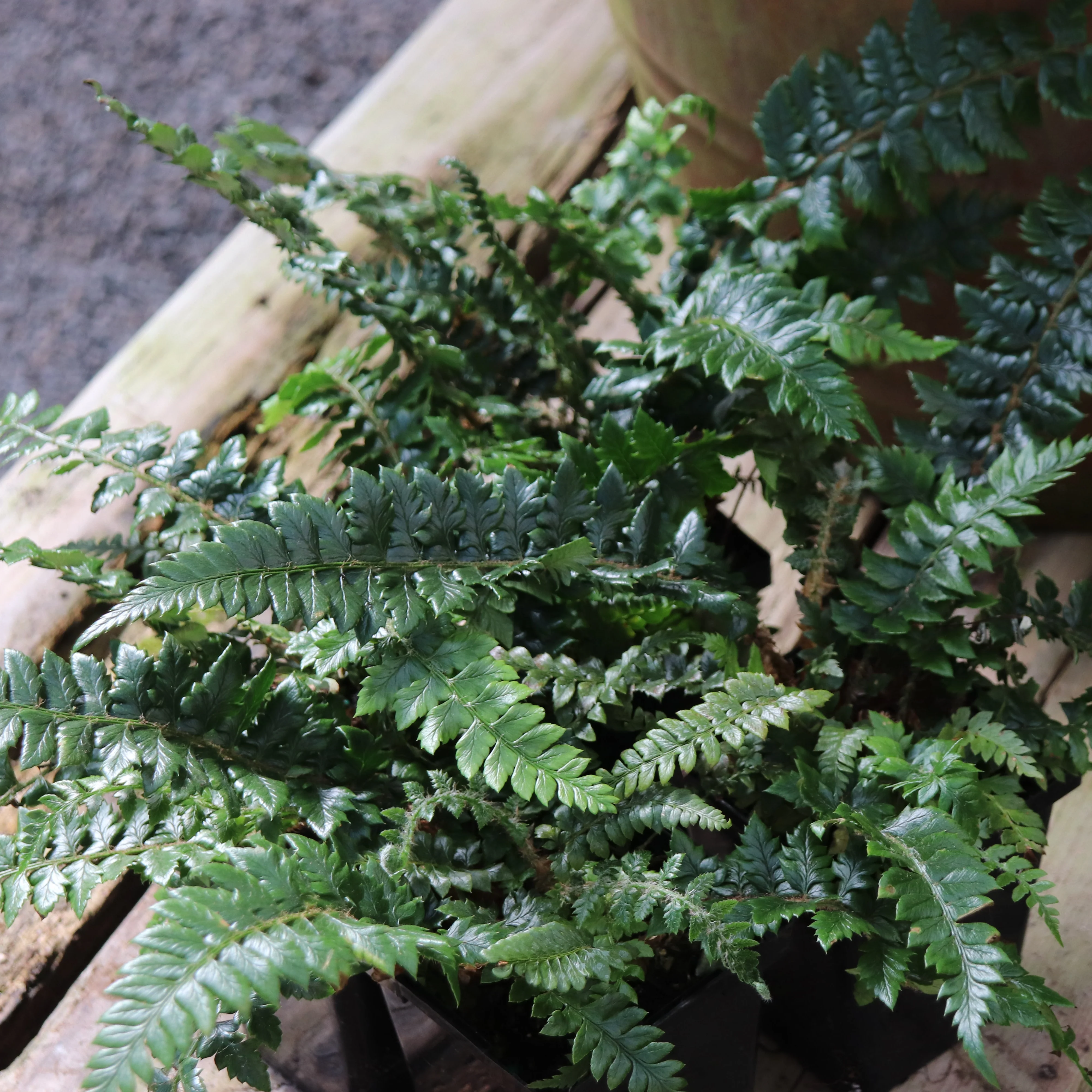 *RETAIL - Polystichum neolobatum - Image 2